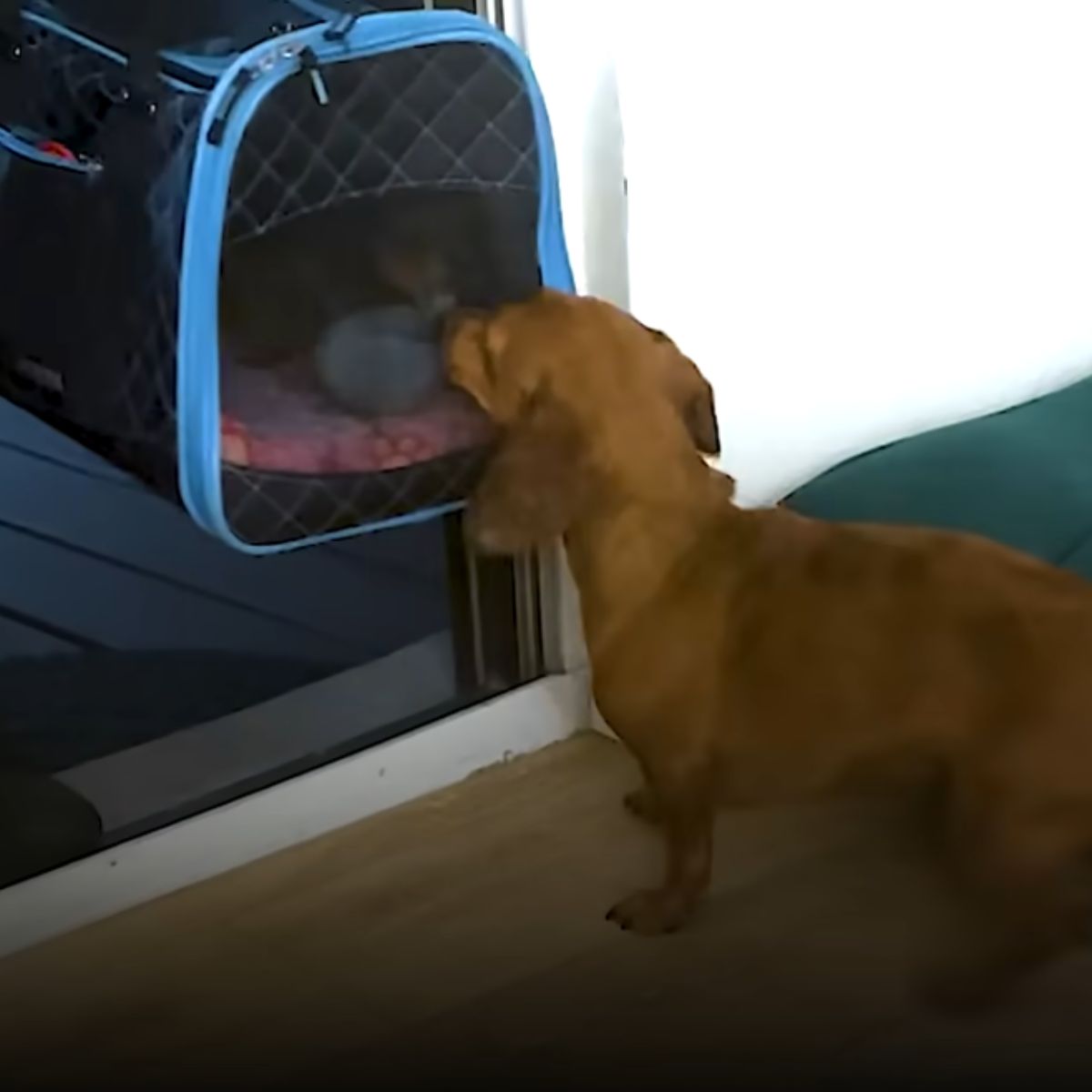 dog sniffing the bag