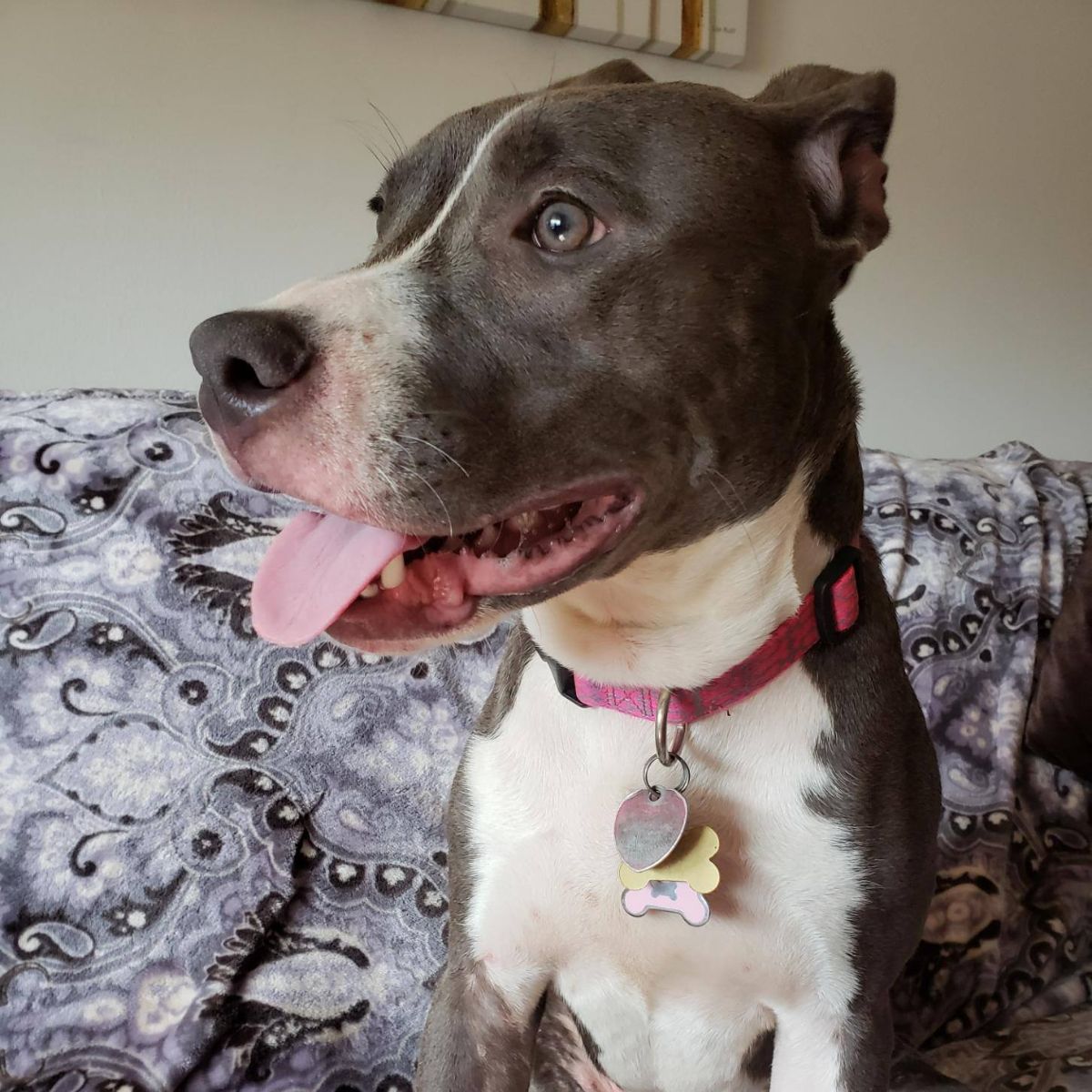 dog standing on couch and looking aside