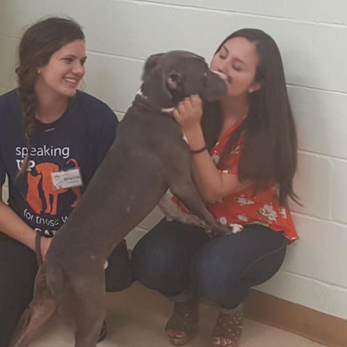 dog standing on womans lap and kissing with her