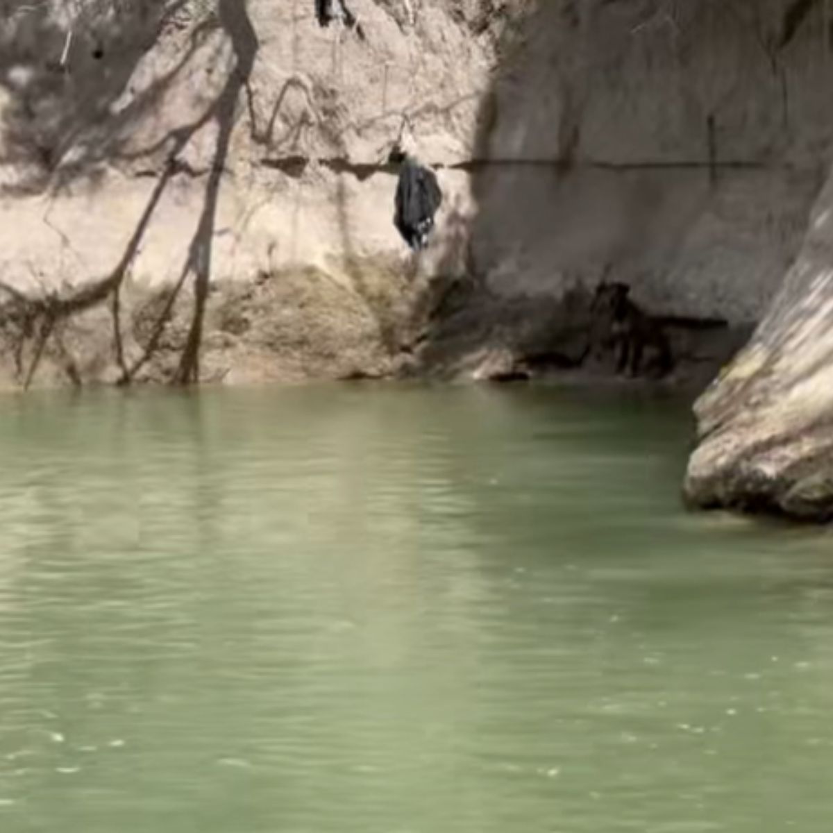 dog stuck on a boulder