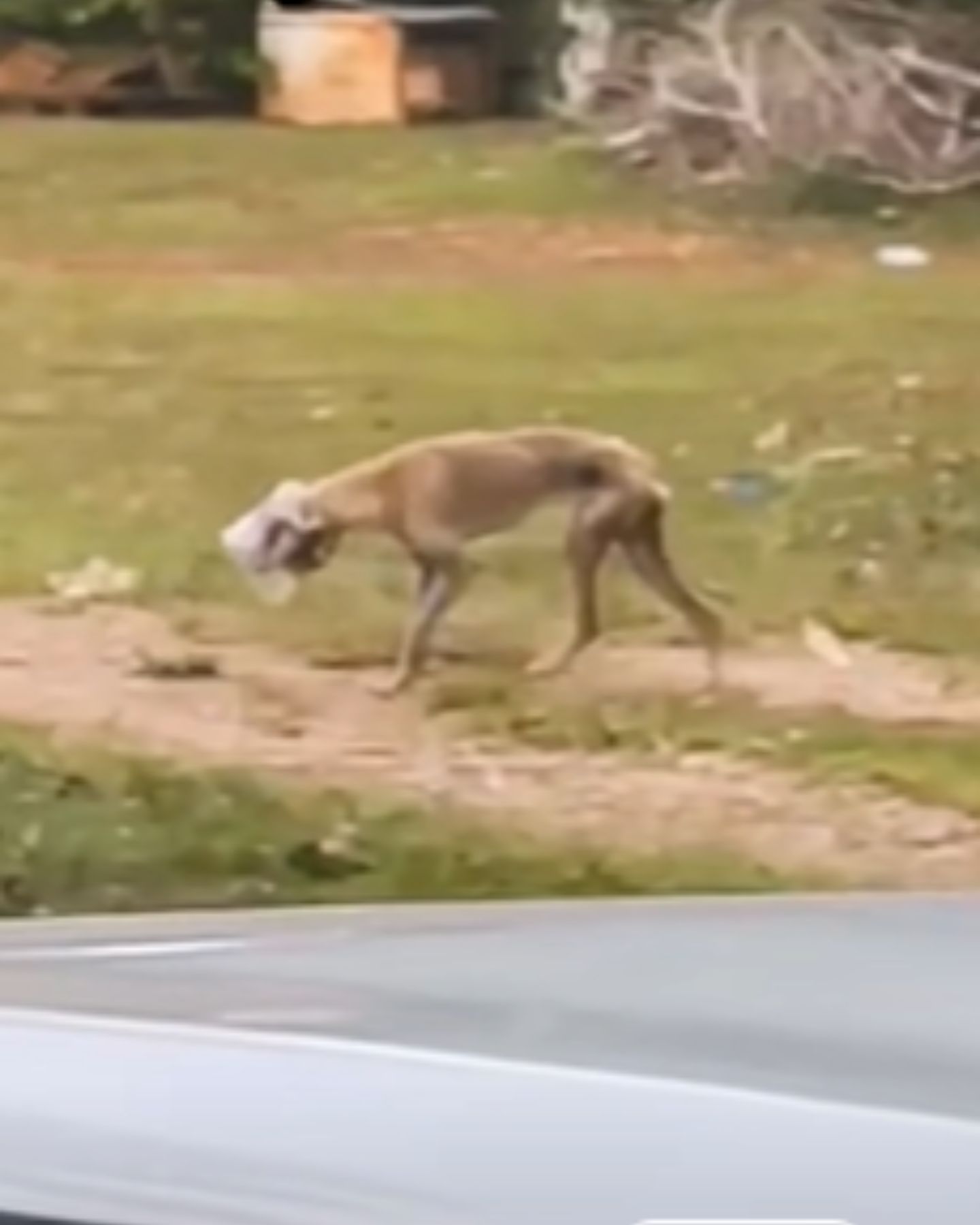 dog walking with jar on head