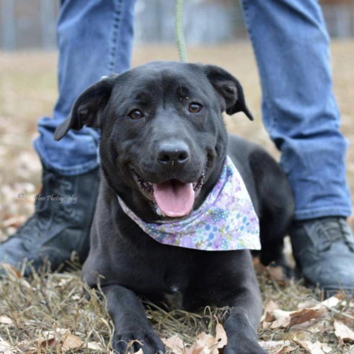 dog wearing a bandana