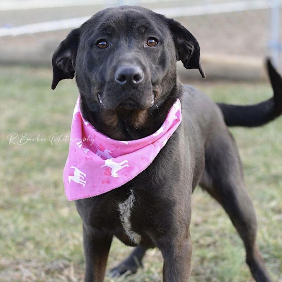 dog wearing a pink bandana