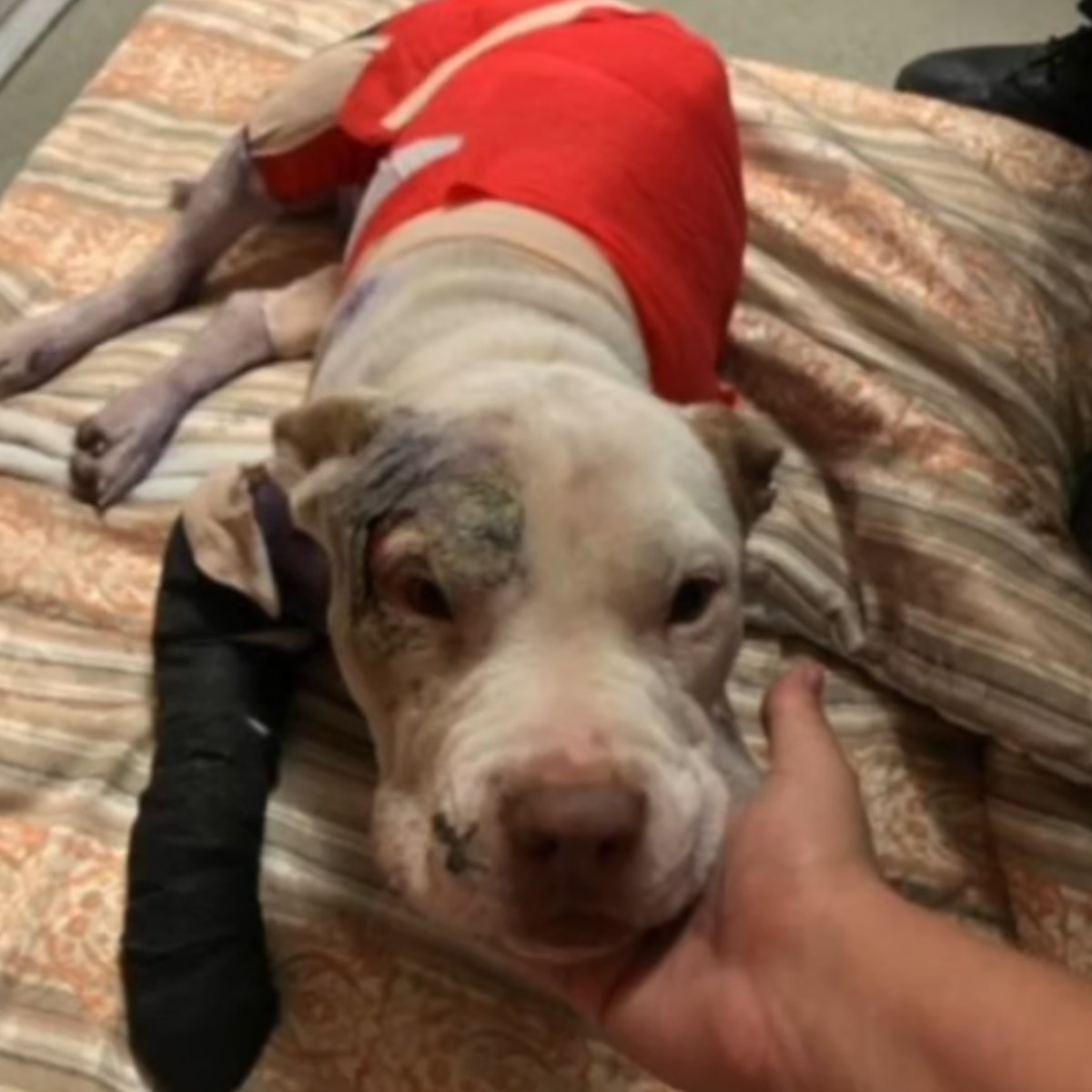 dog with a cast lying on bed