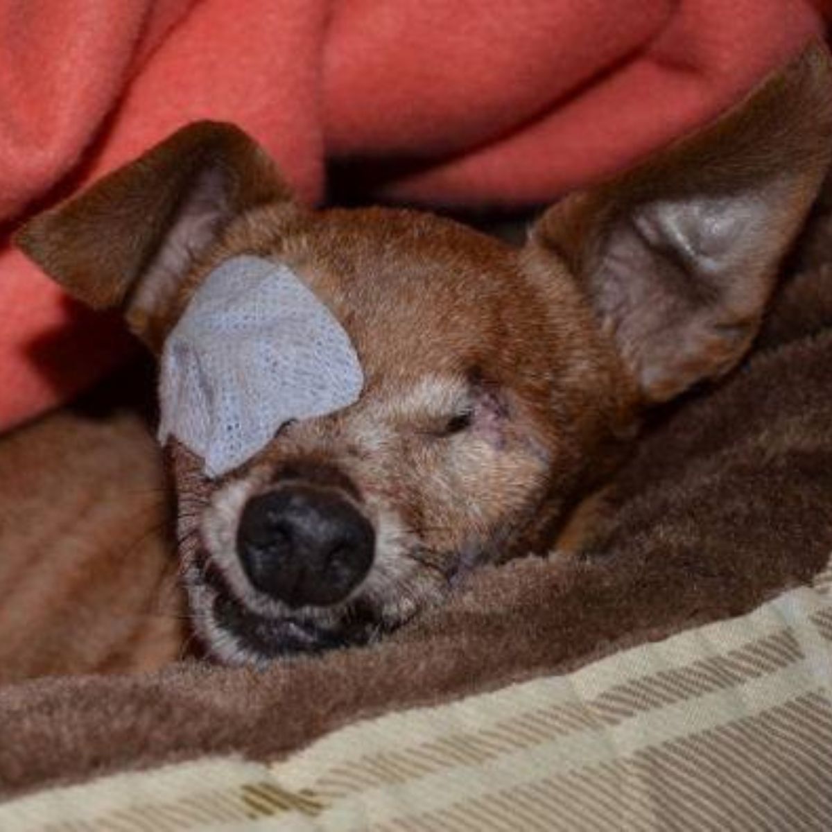 dog with a patch on his eye