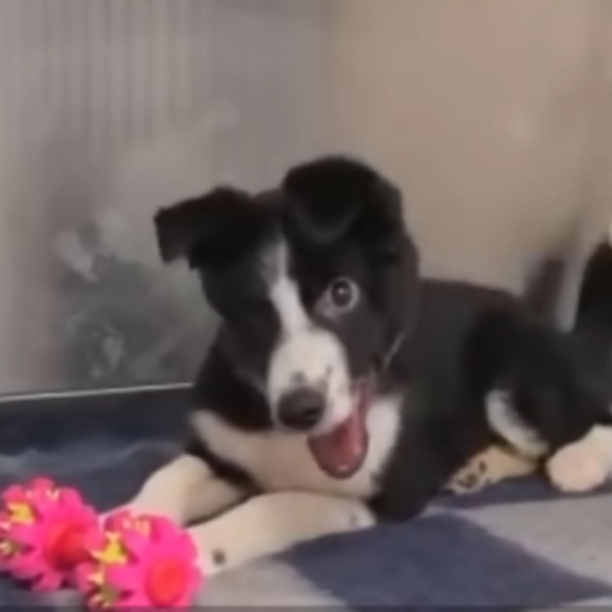 dog with a pink toy