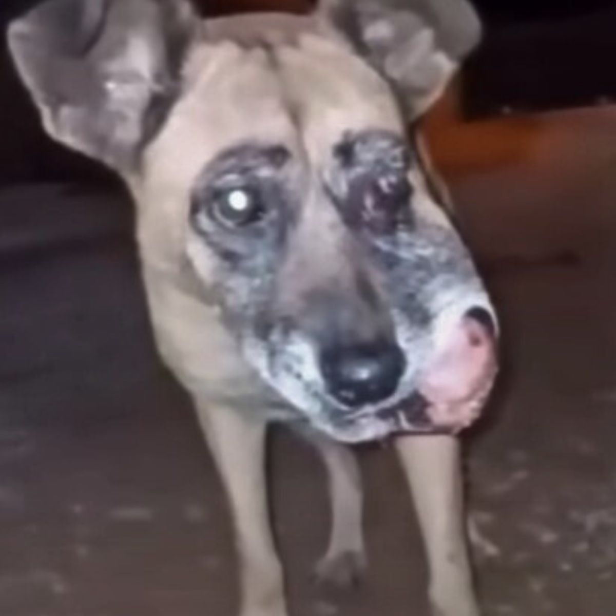 dog with face tumor