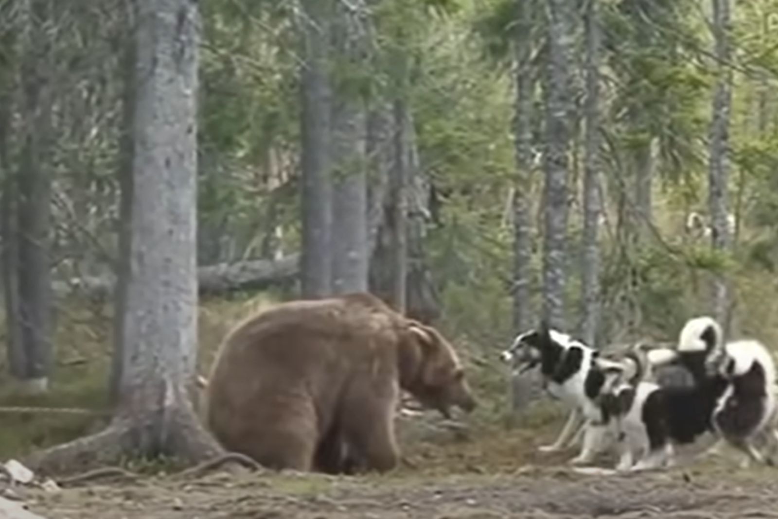 dogs and bear