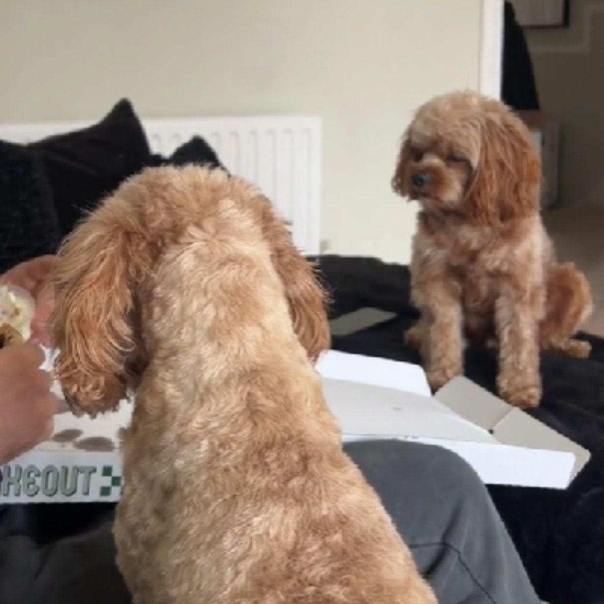 dogs looking at pizza