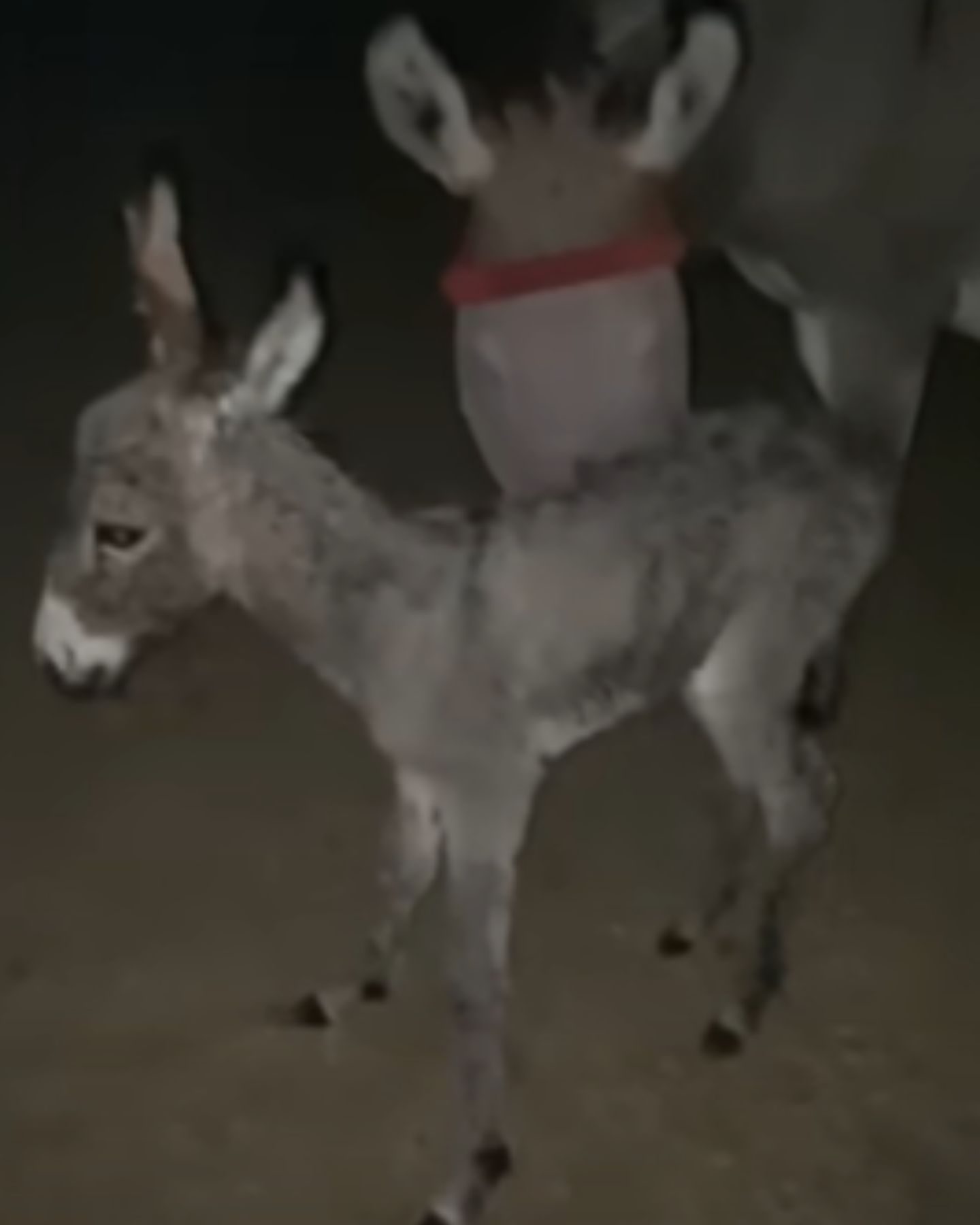 donkey and newborn donkey