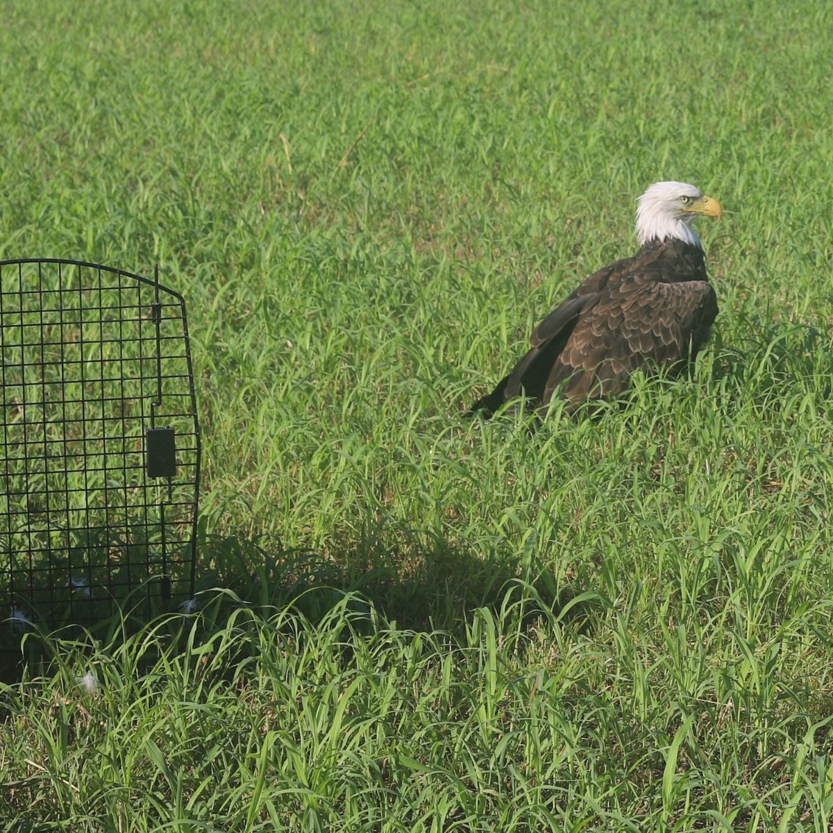 eagle in the grass