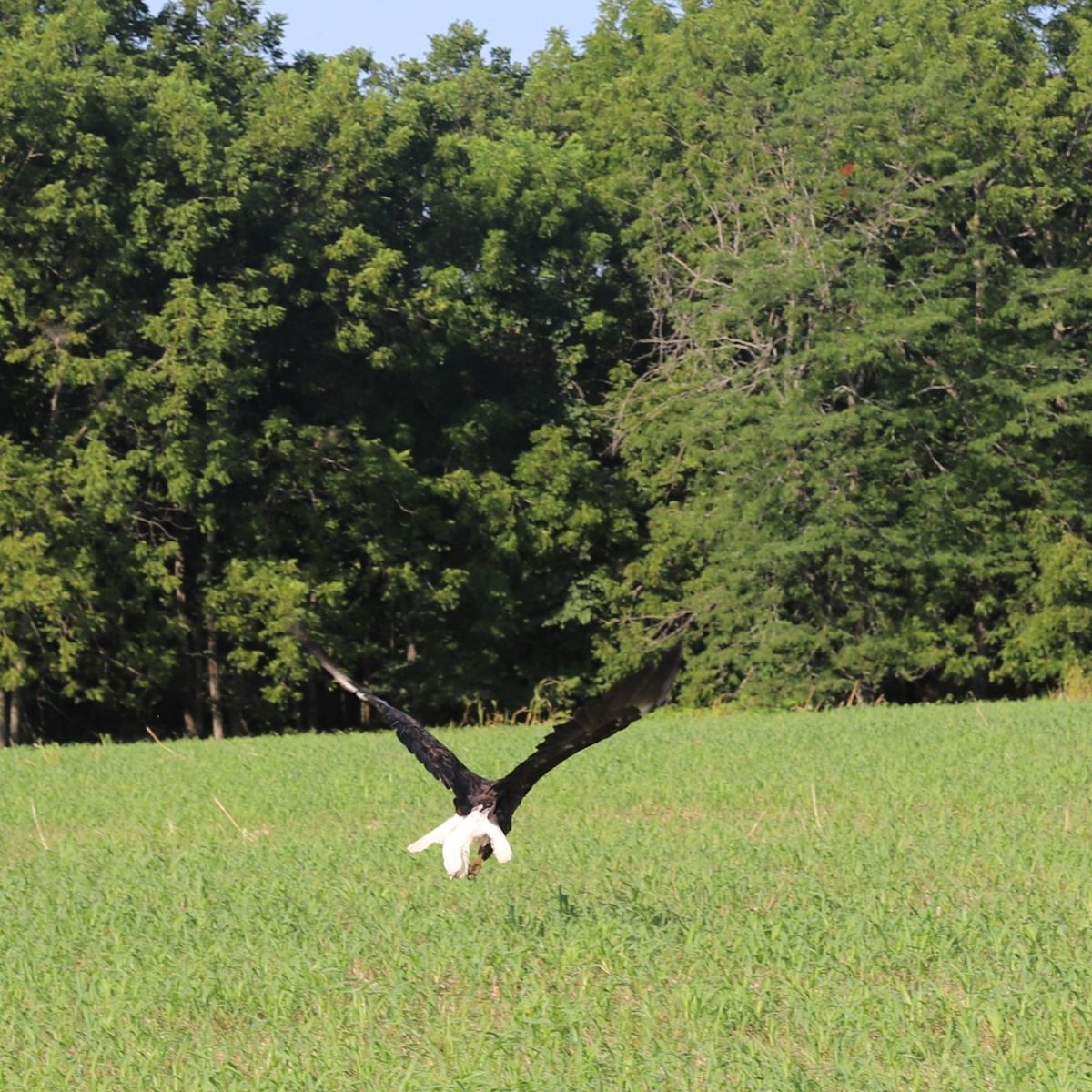 eagle on the grass