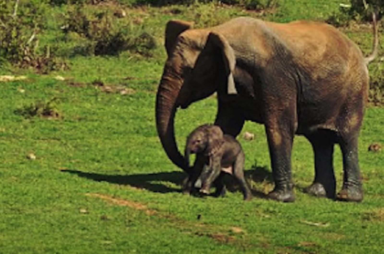 elephant and baby elephant