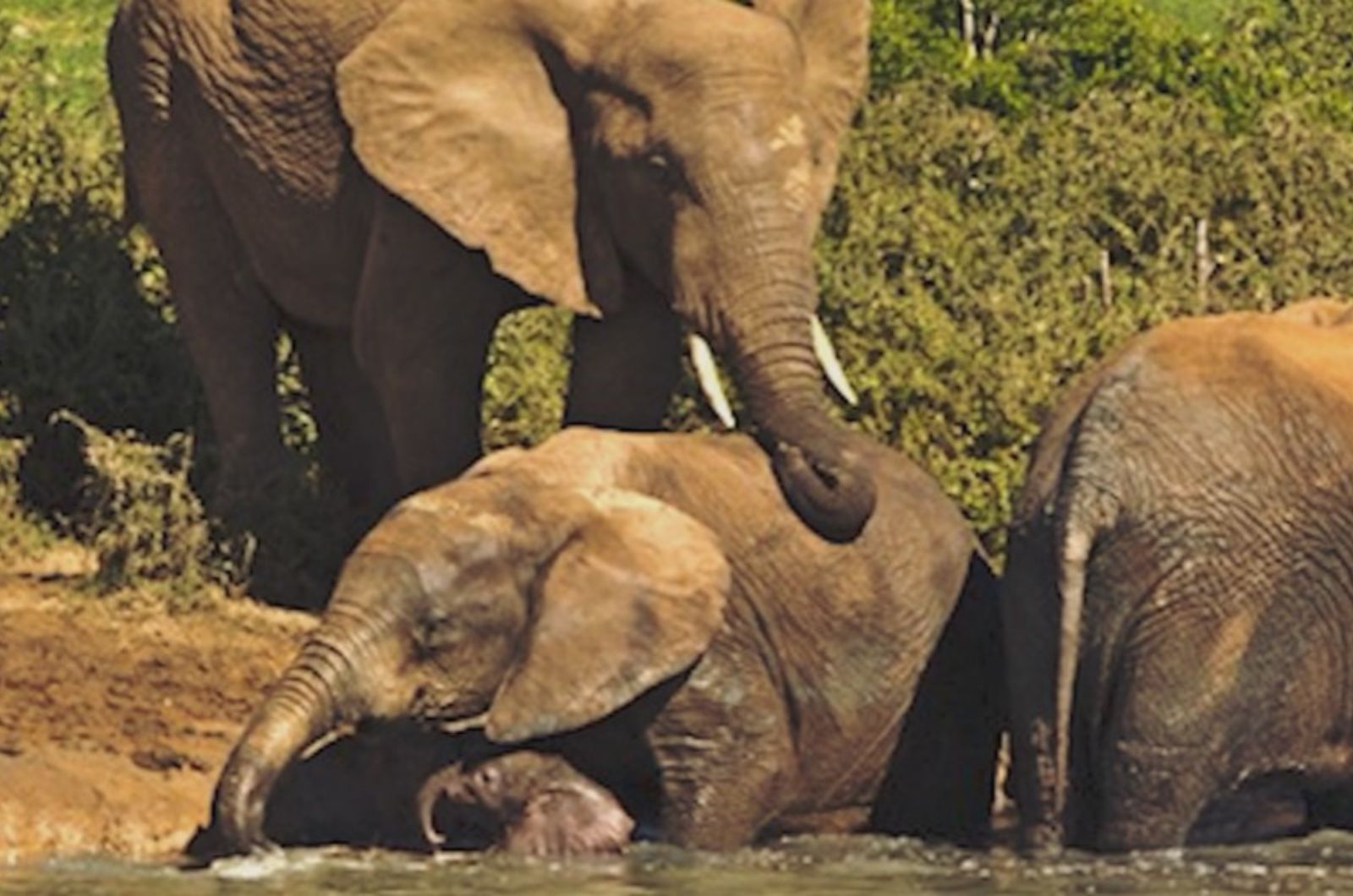 elephants entering the water