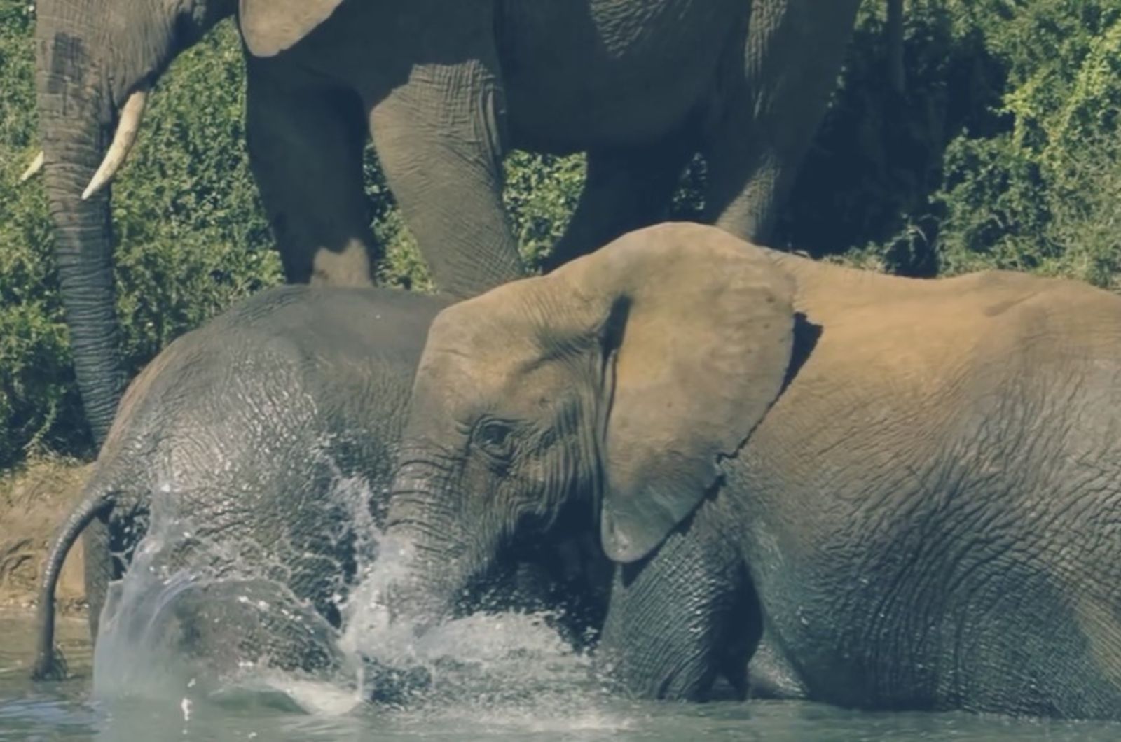 elephants in the water