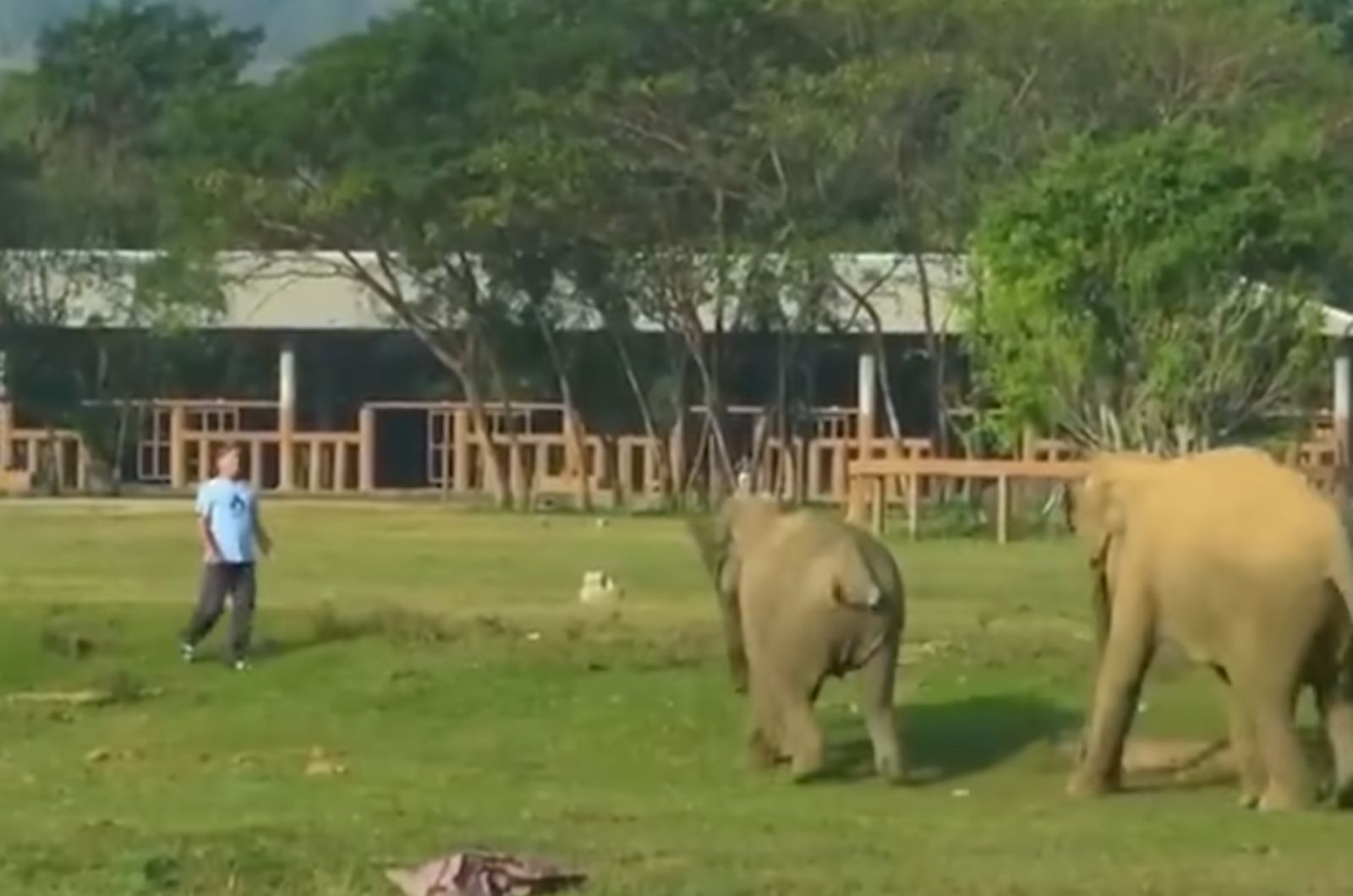 elephants running to the man