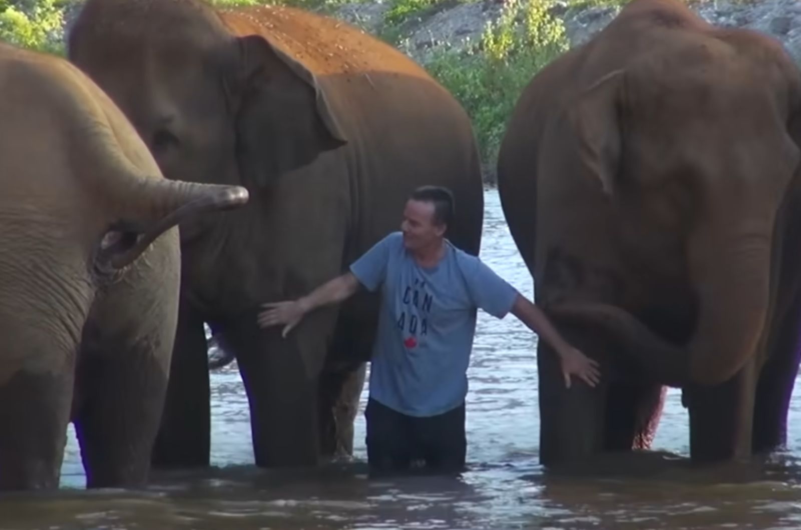 elephants with man in water