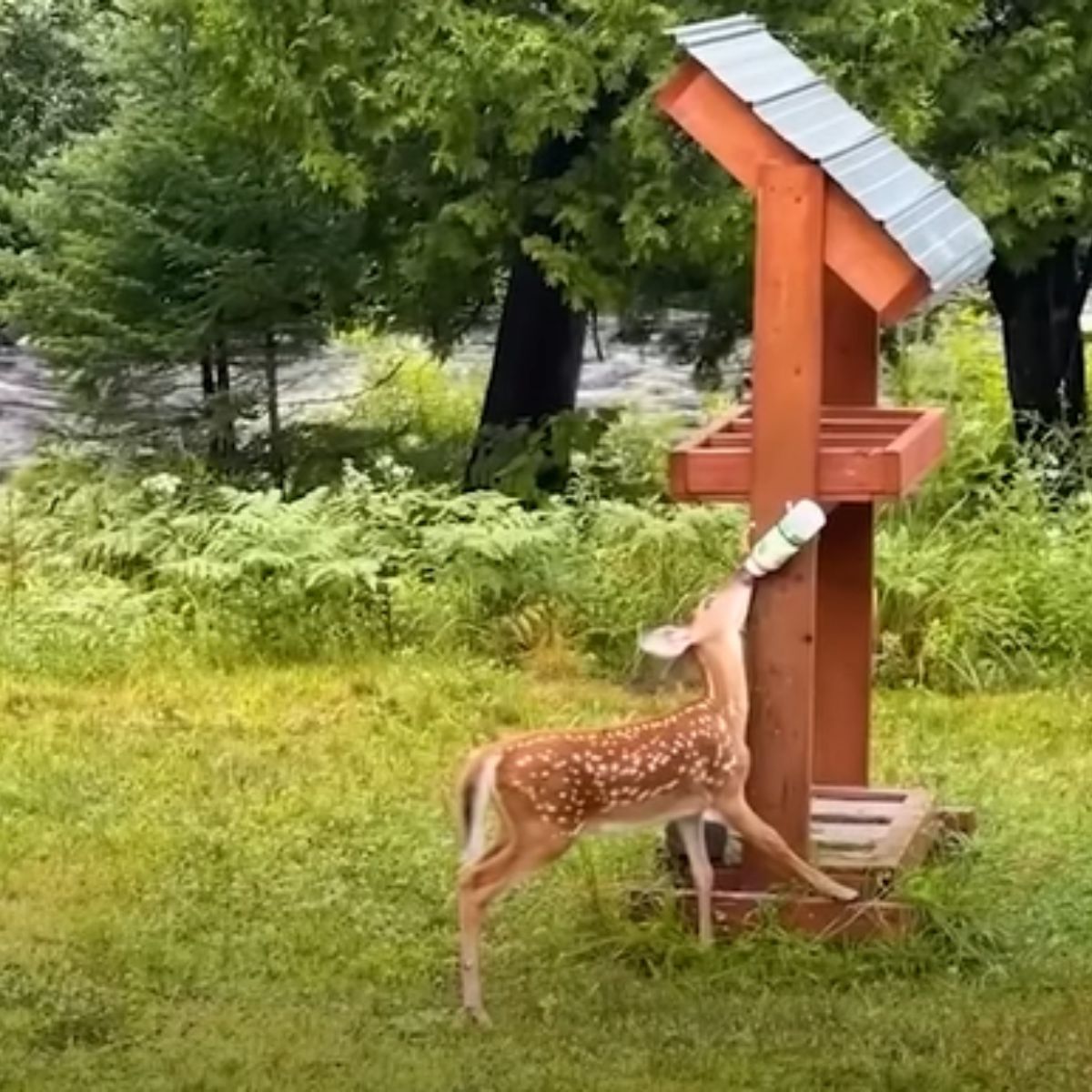 fawn eating