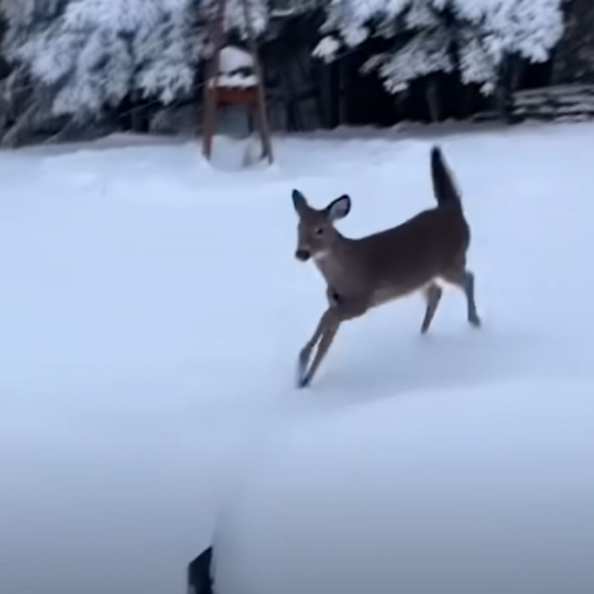 fawn running on snow