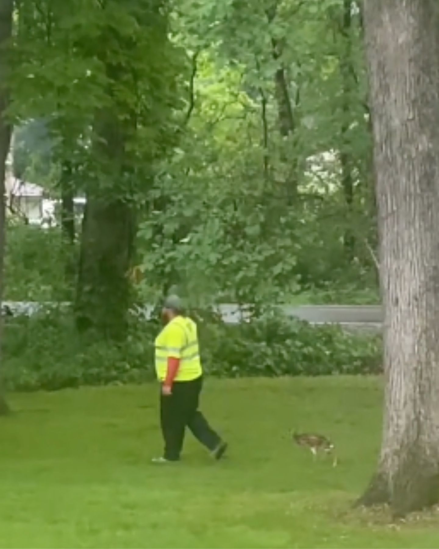 fawn walking after the man in the park