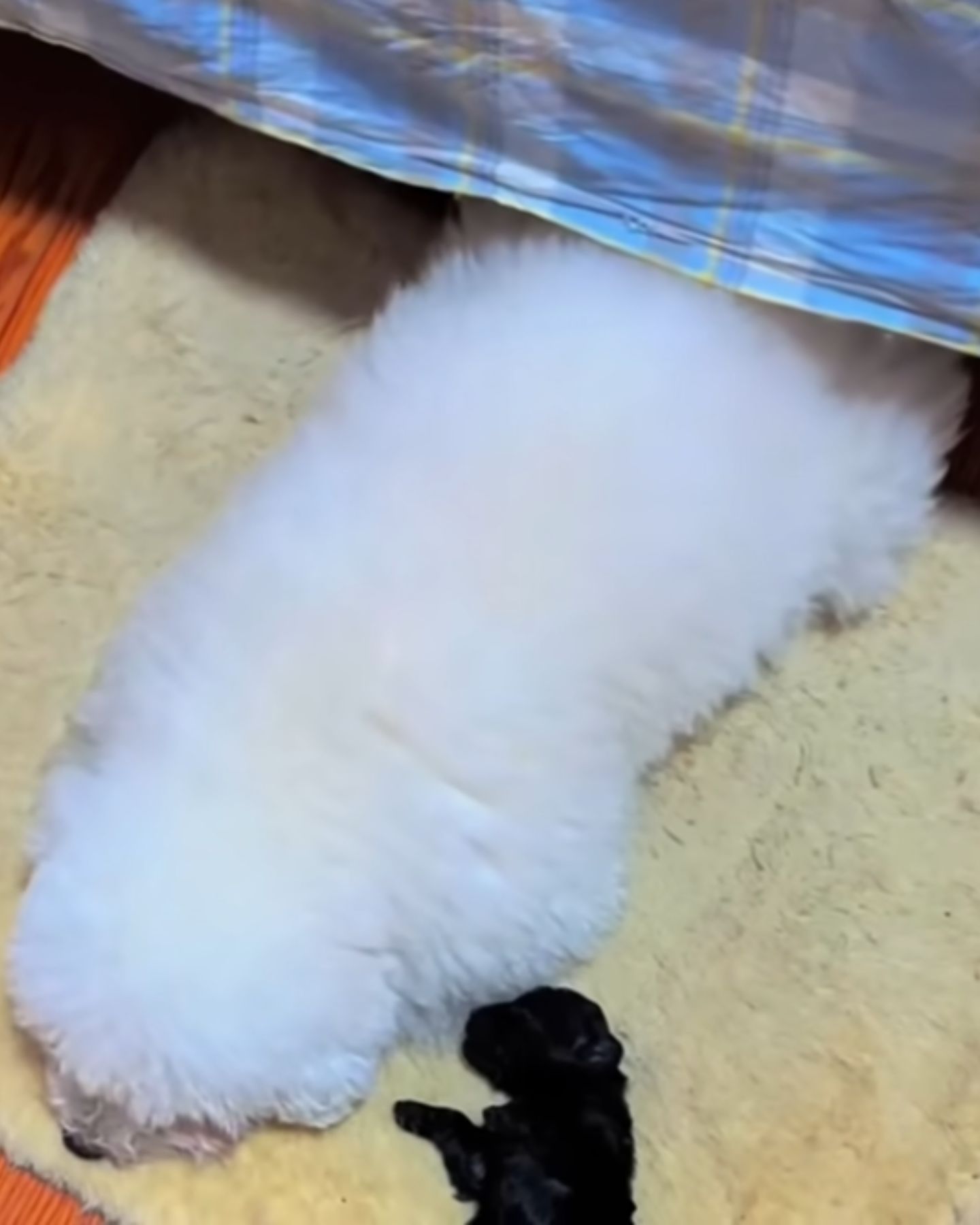 fluffy white dog sleeping with newborn puppy