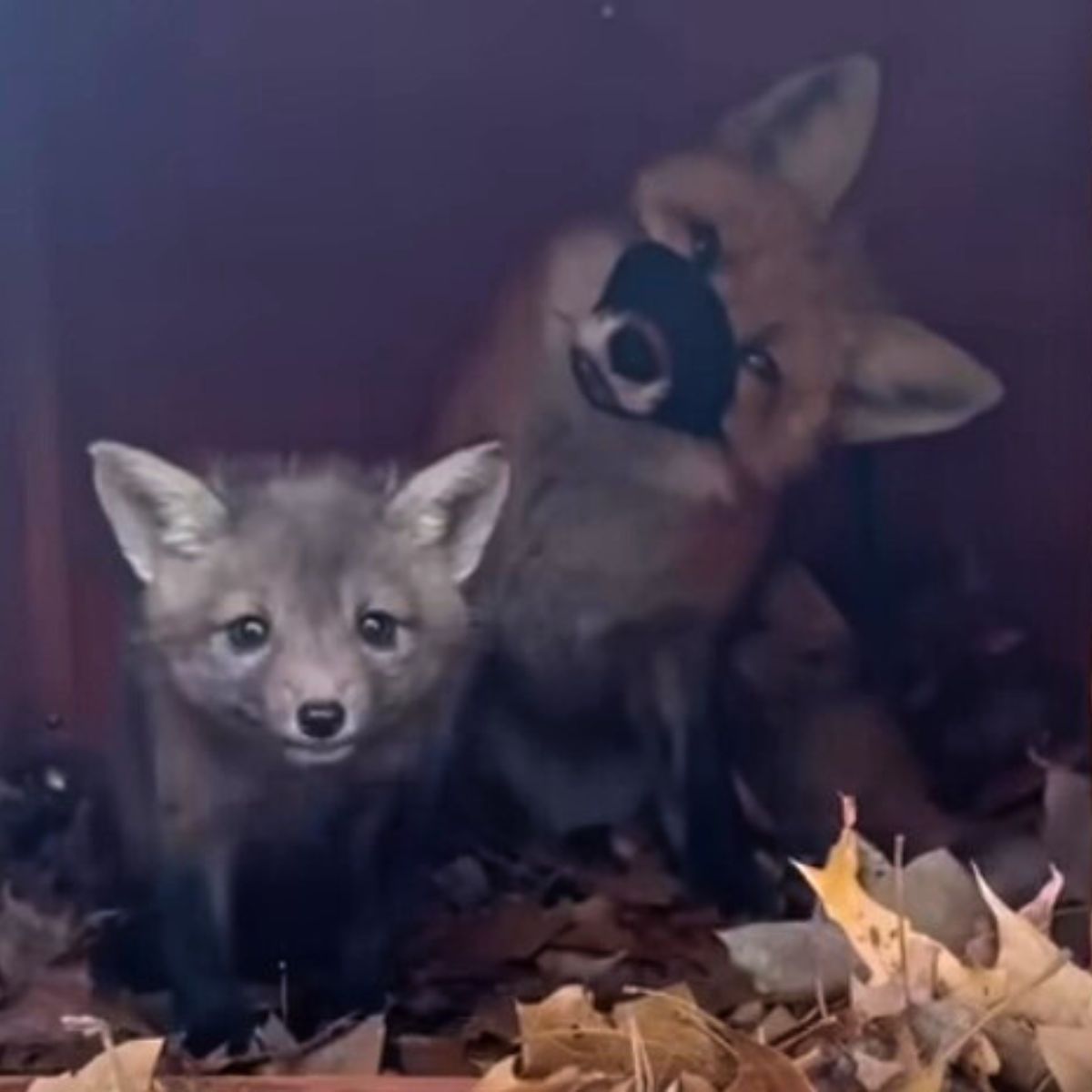 fox and a baby fox