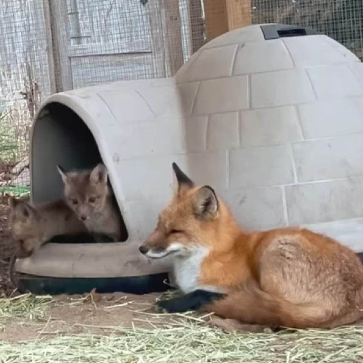 fox with baby foxes