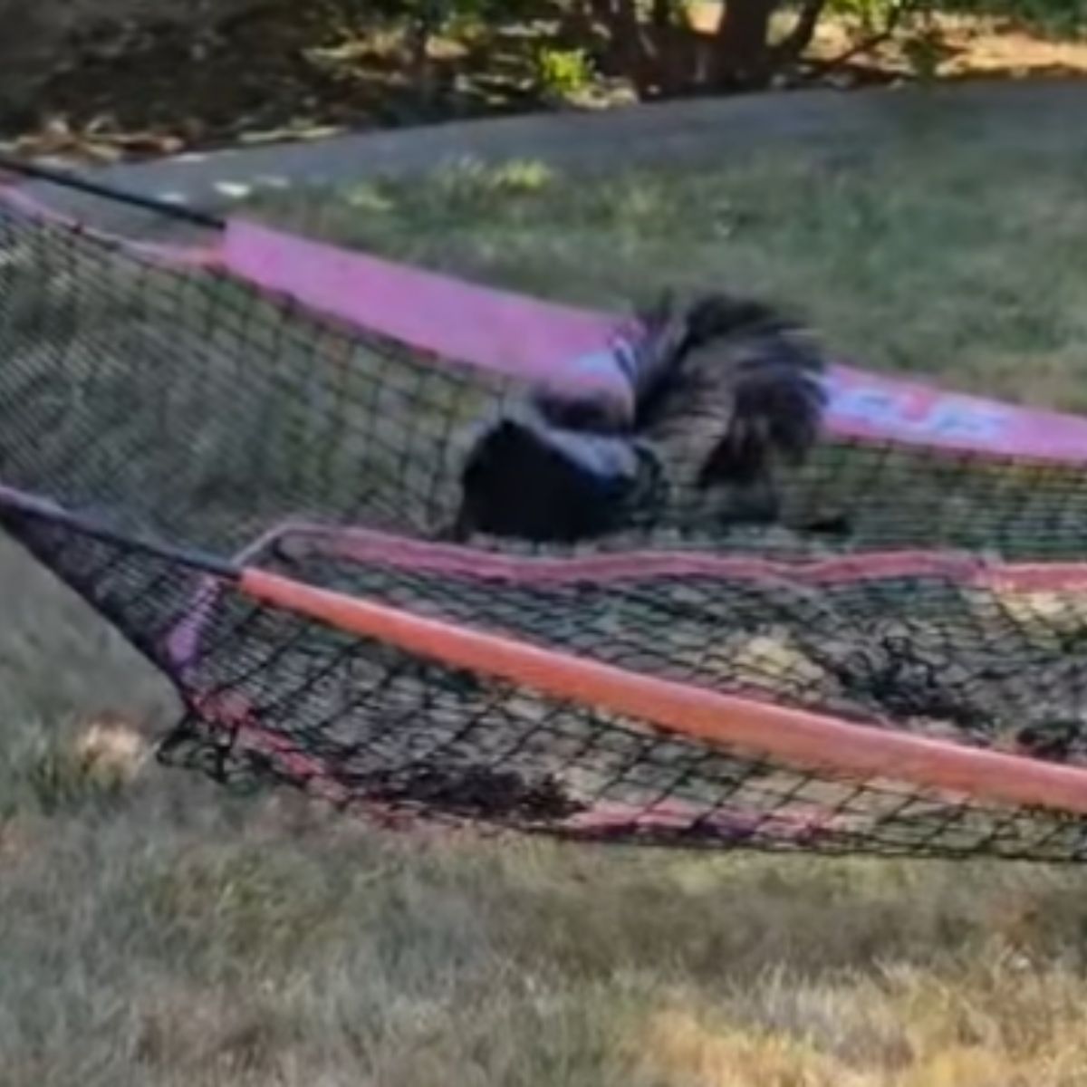 freed skunk from net