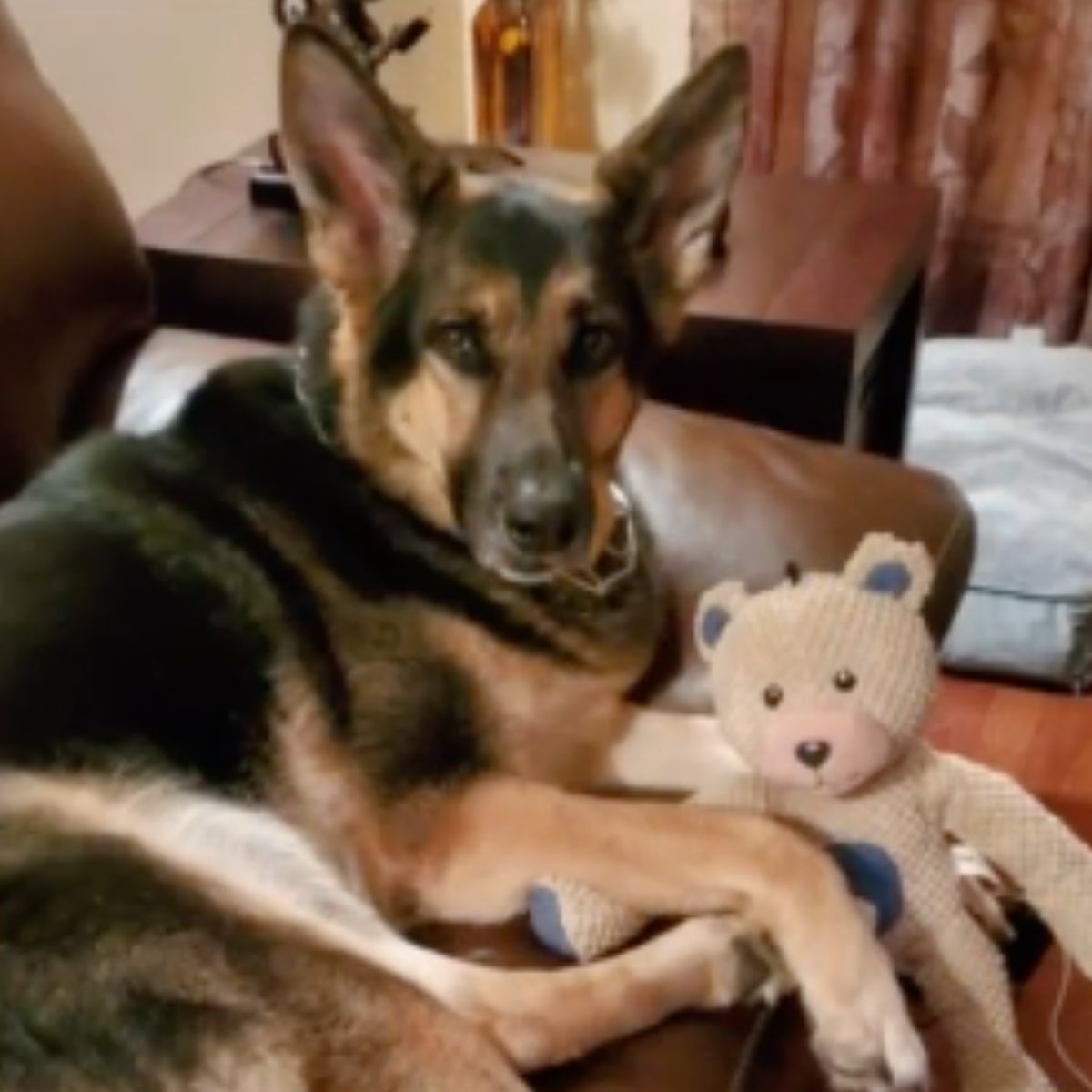 german shepherd lying on couch