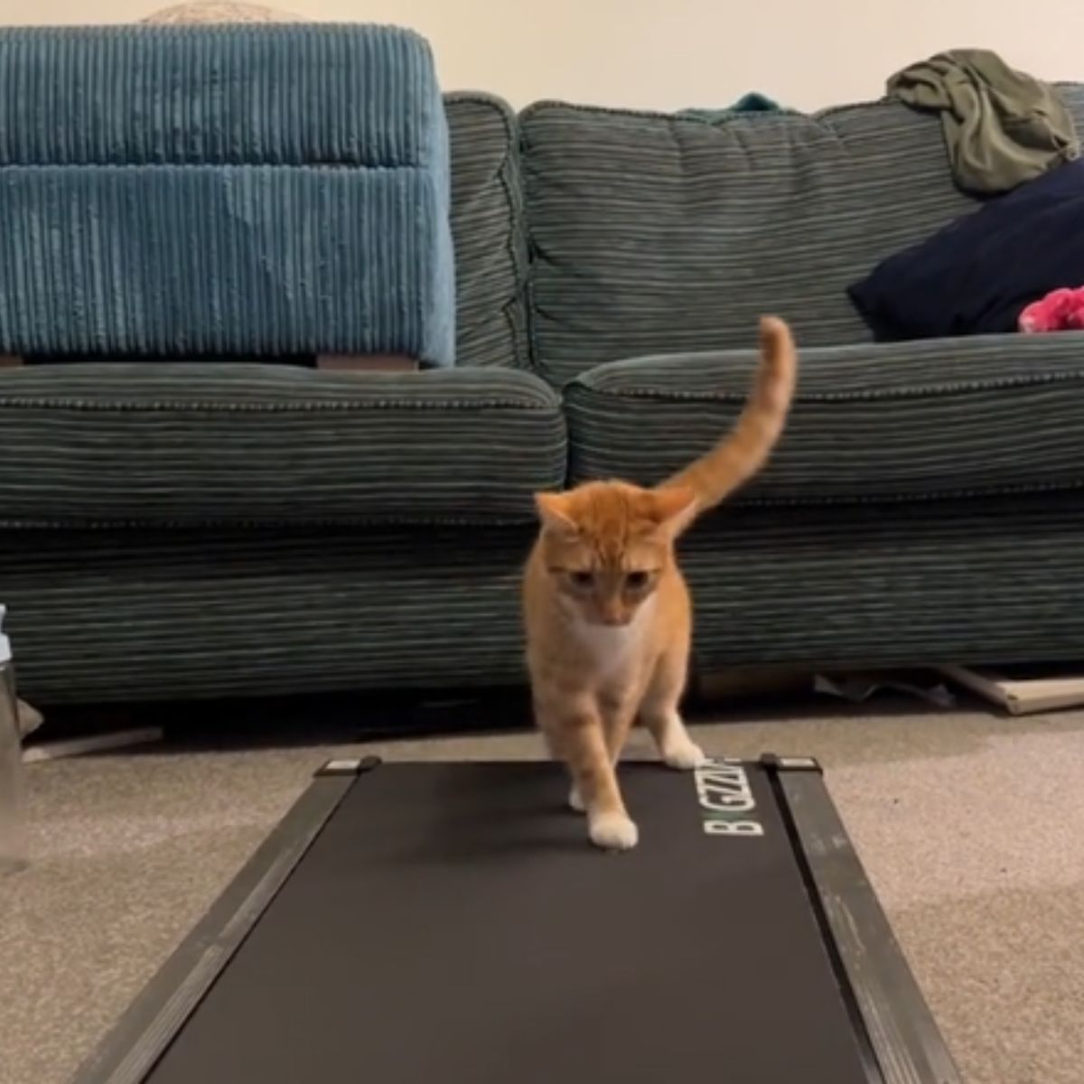 ginger cat walking on the treadmill