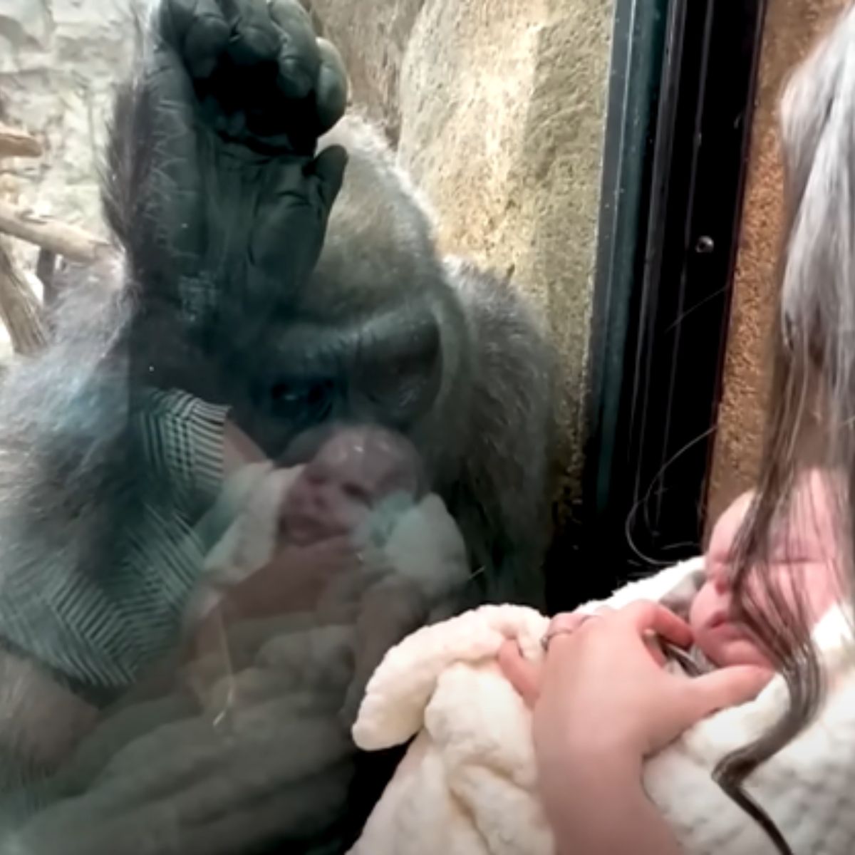 gorilla in the zoo looking at baby