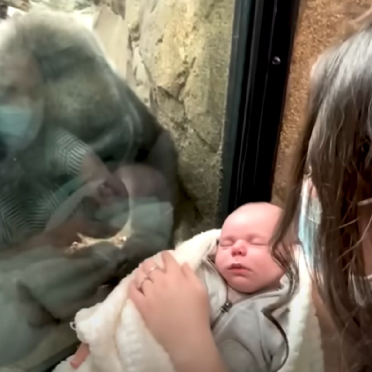 gorilla looking at human baby