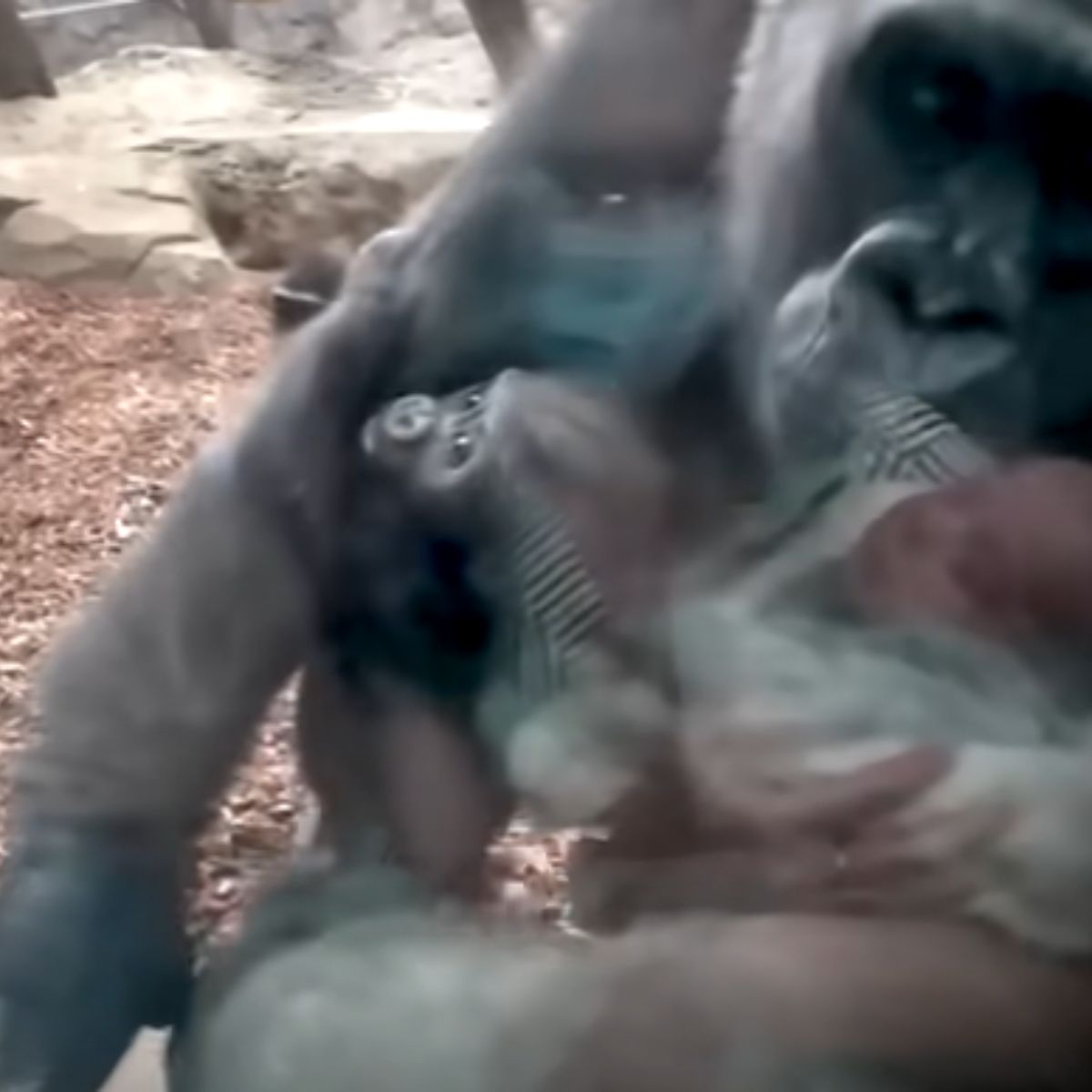 gorilla with her babies