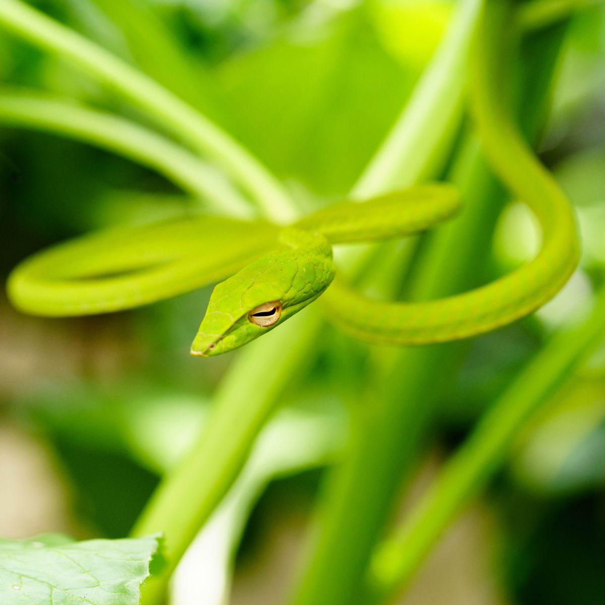 green snake