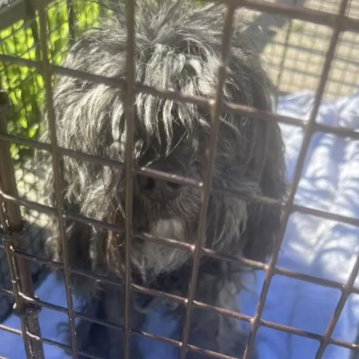 hairy dog in cage