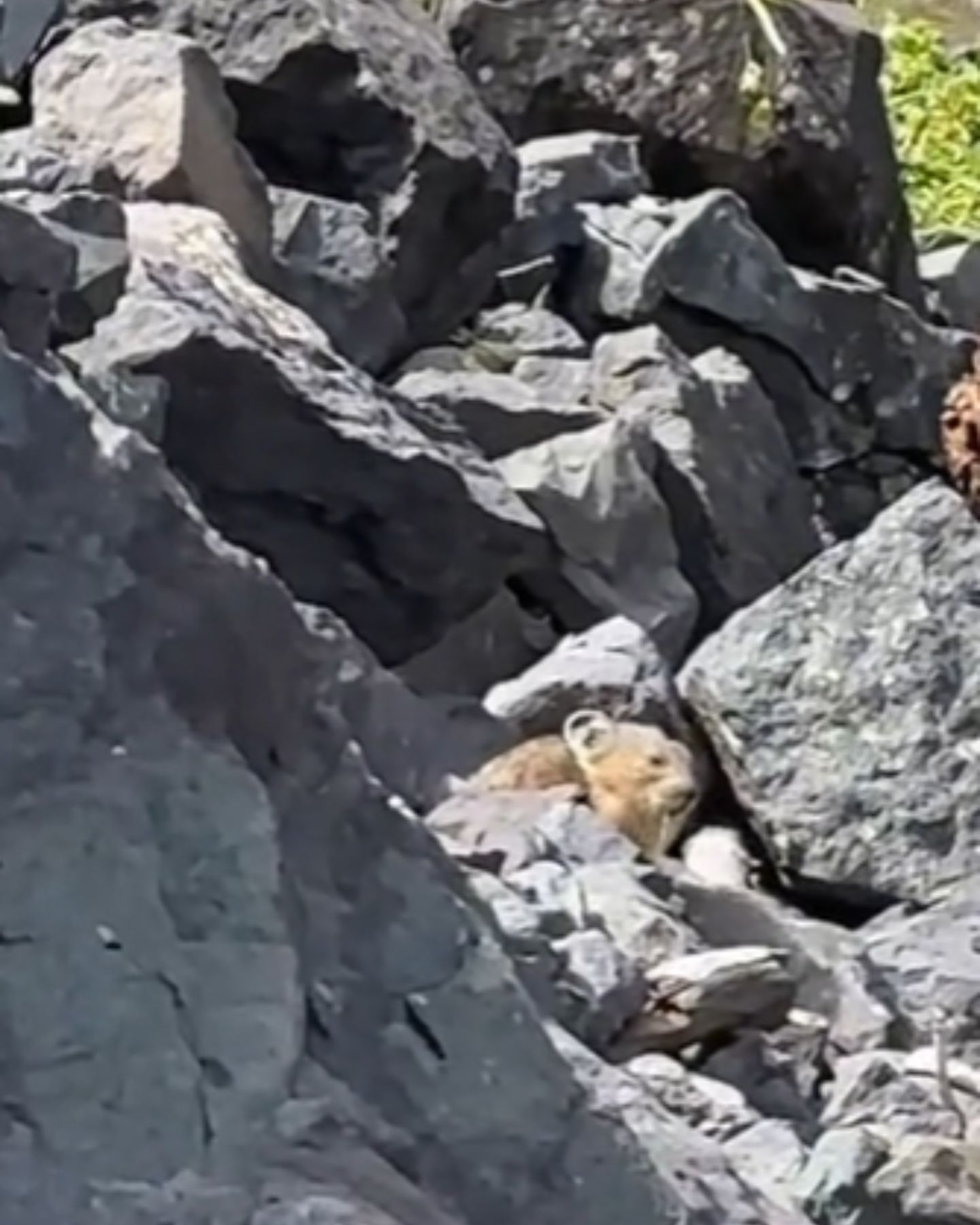 hamster in rocks