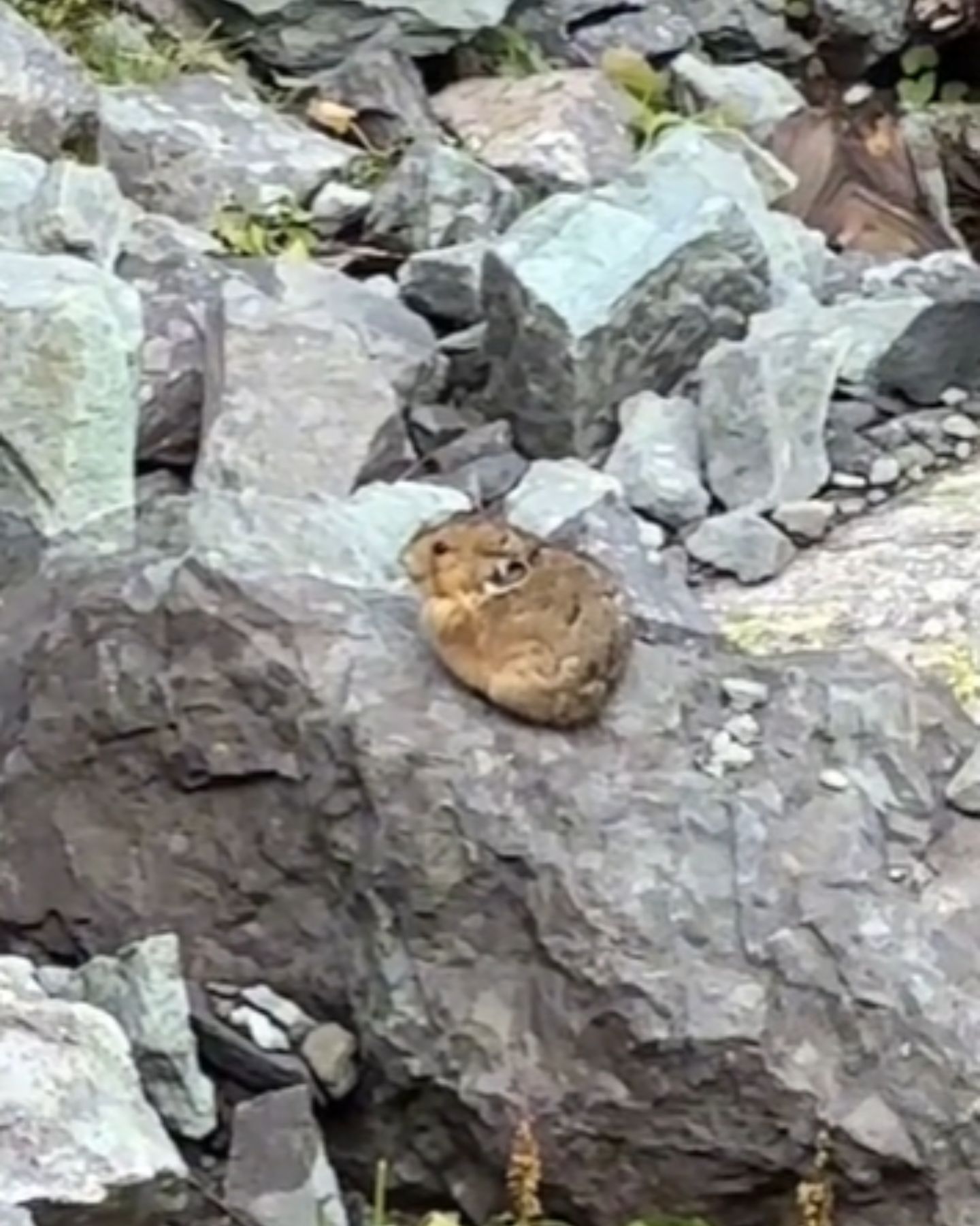 hamster laying on a rocks