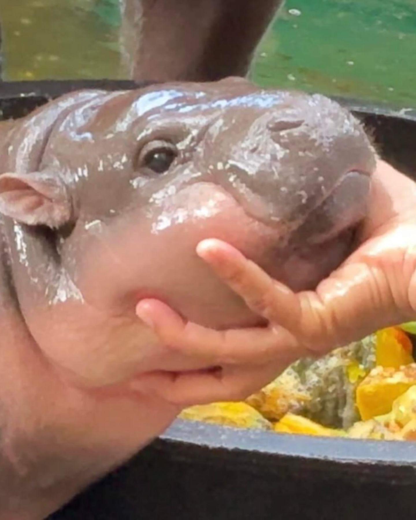 hand holding baby hippo's head