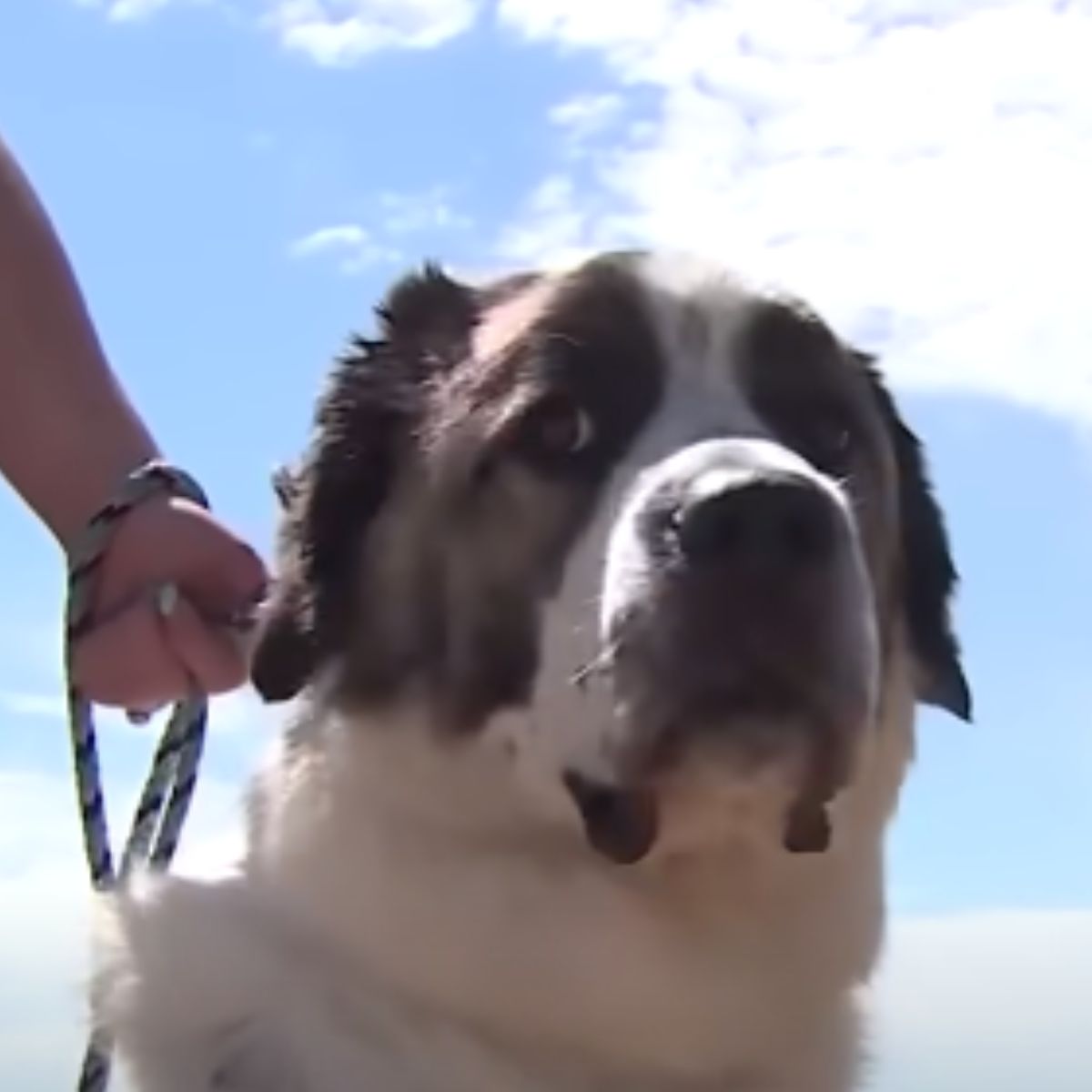 hand holding the dog on a leash