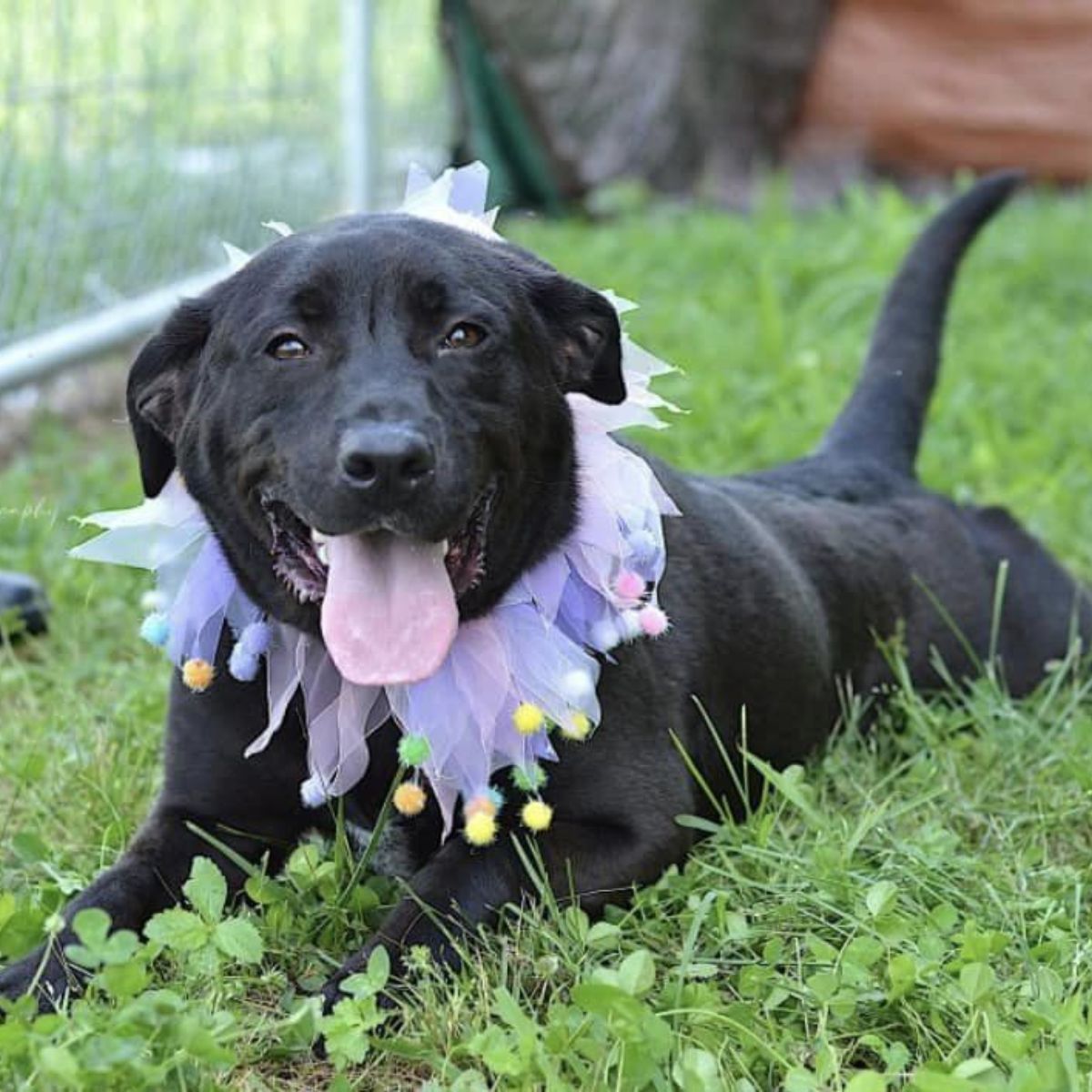 happy dog lying on grass