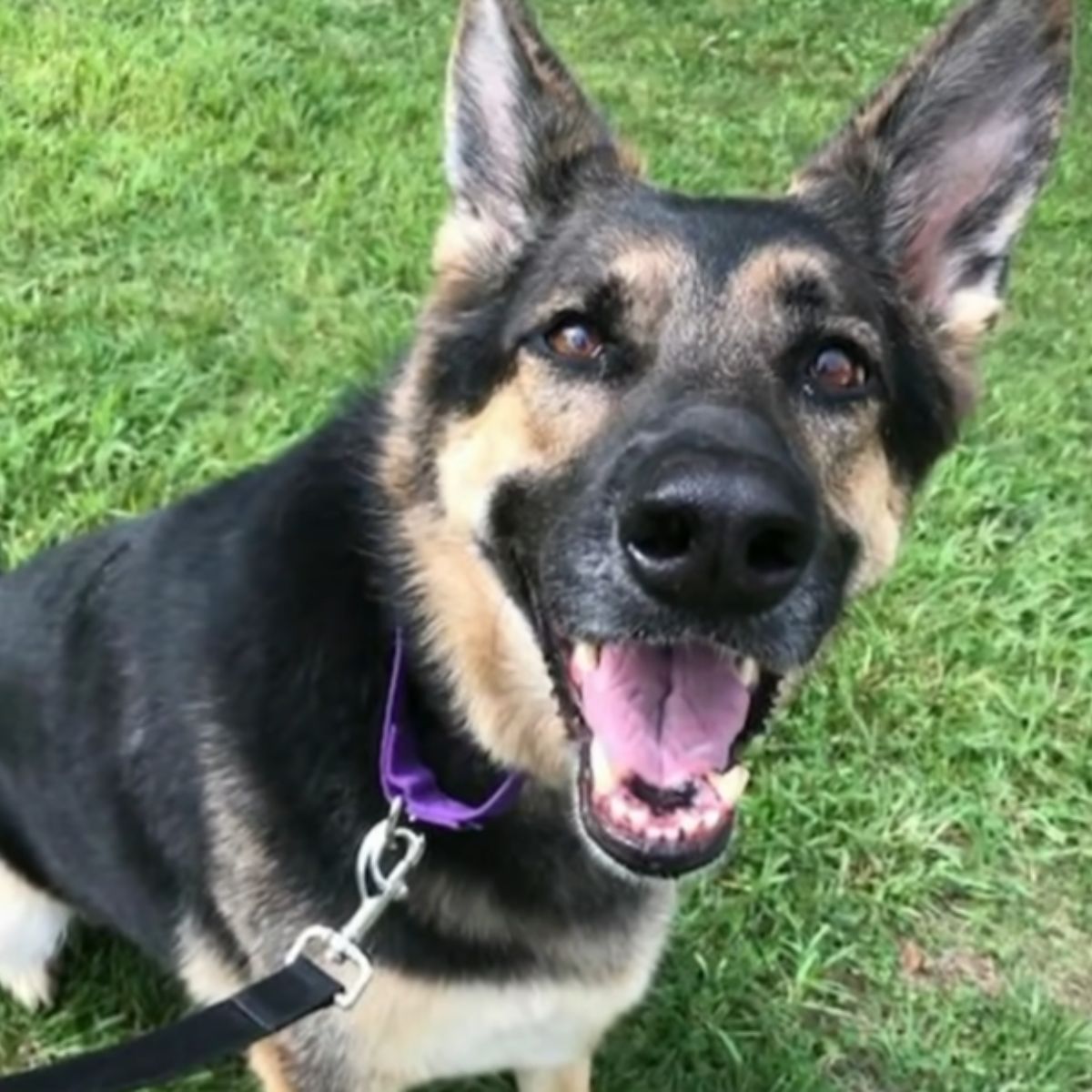 happy shelter dog