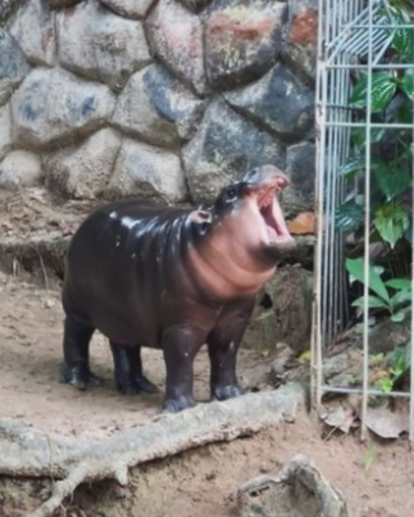 hippo with mouth wide open