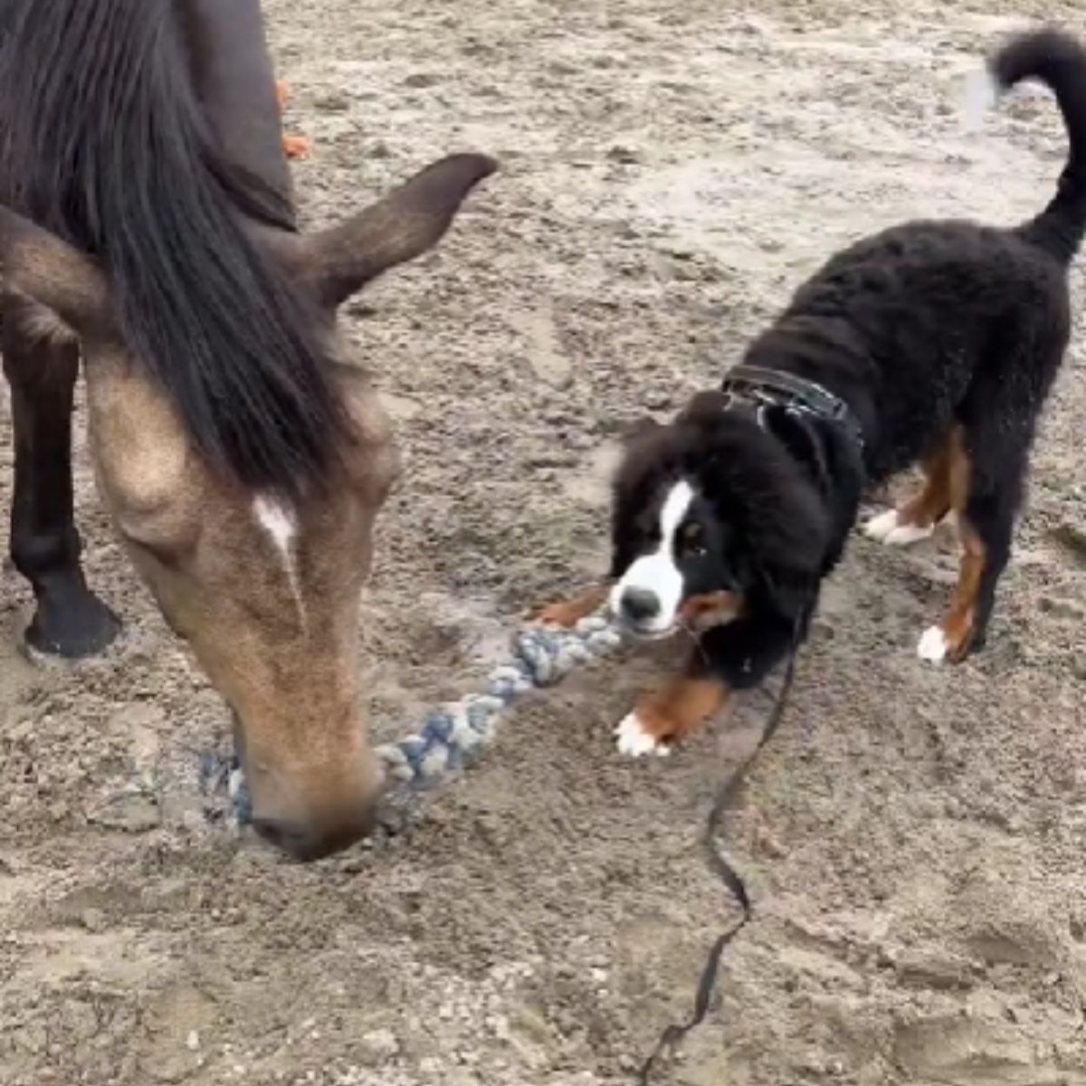 horse and dog playing outside