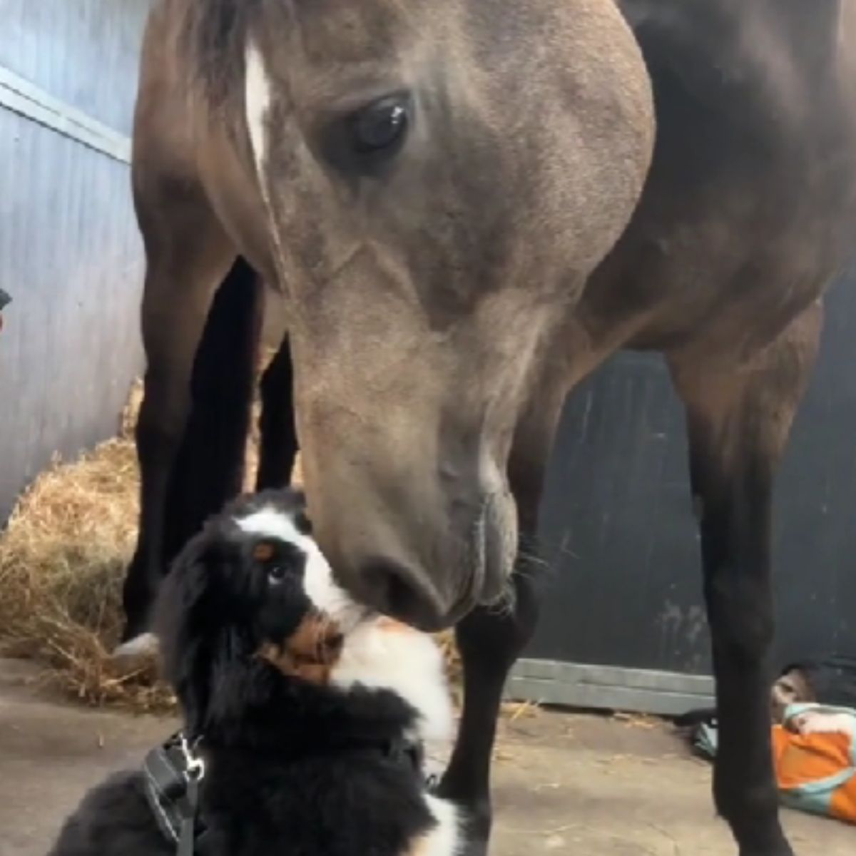 horse and dog