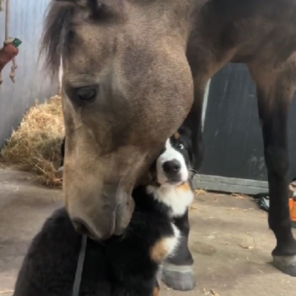 horse licking a dog