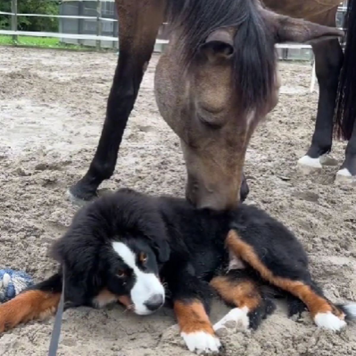 horse playing with puppy