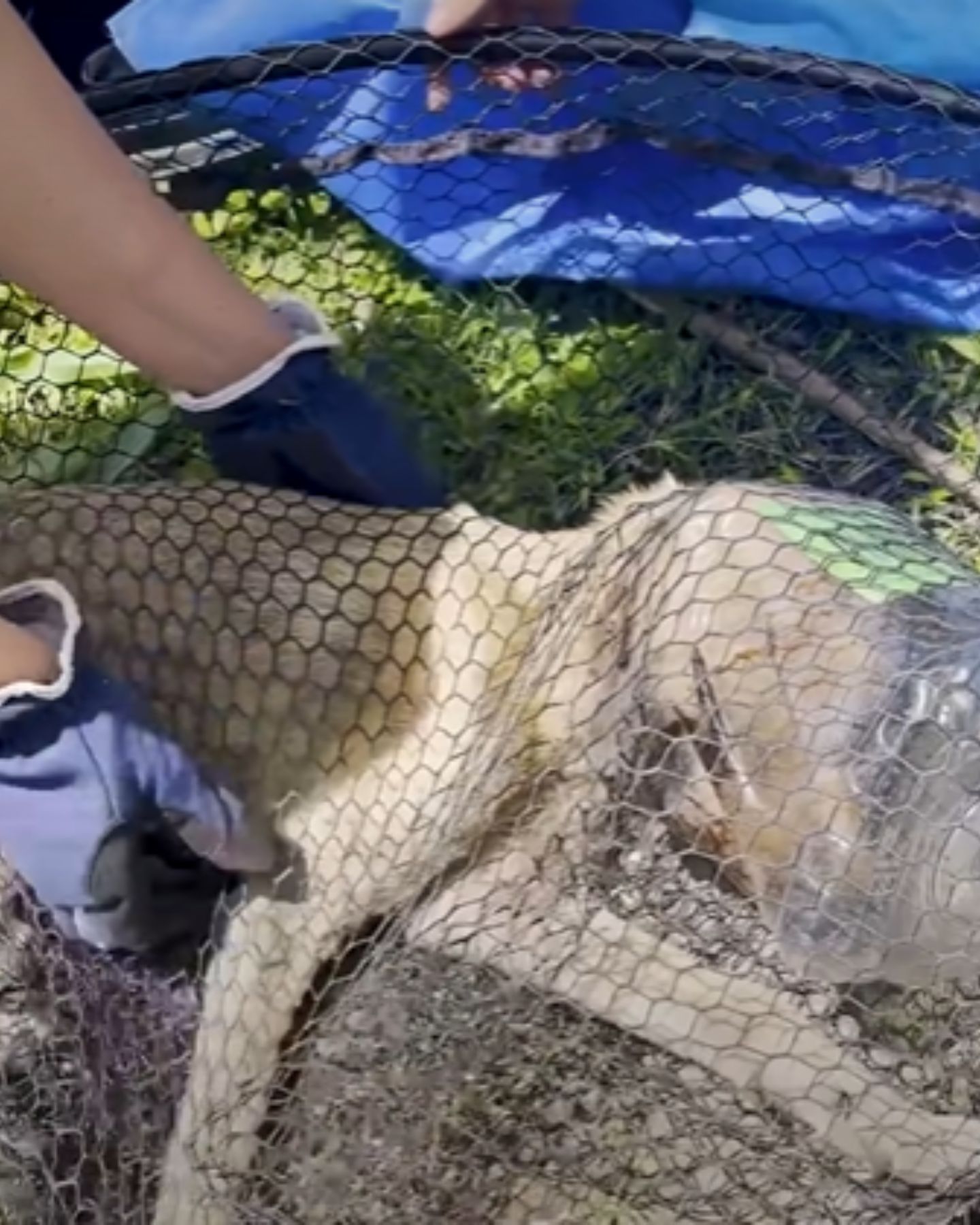 human got net above the dog