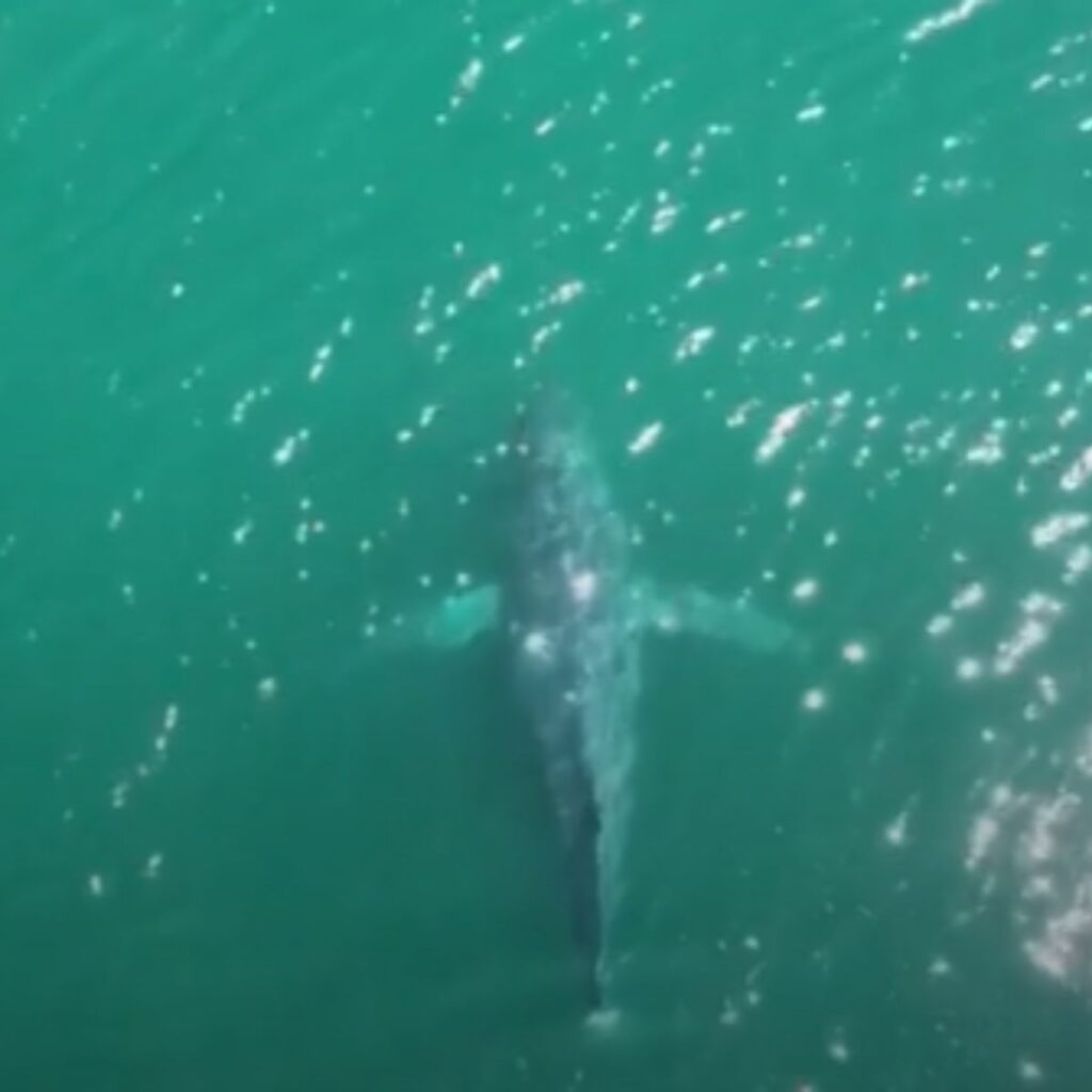 humpback whale in the water