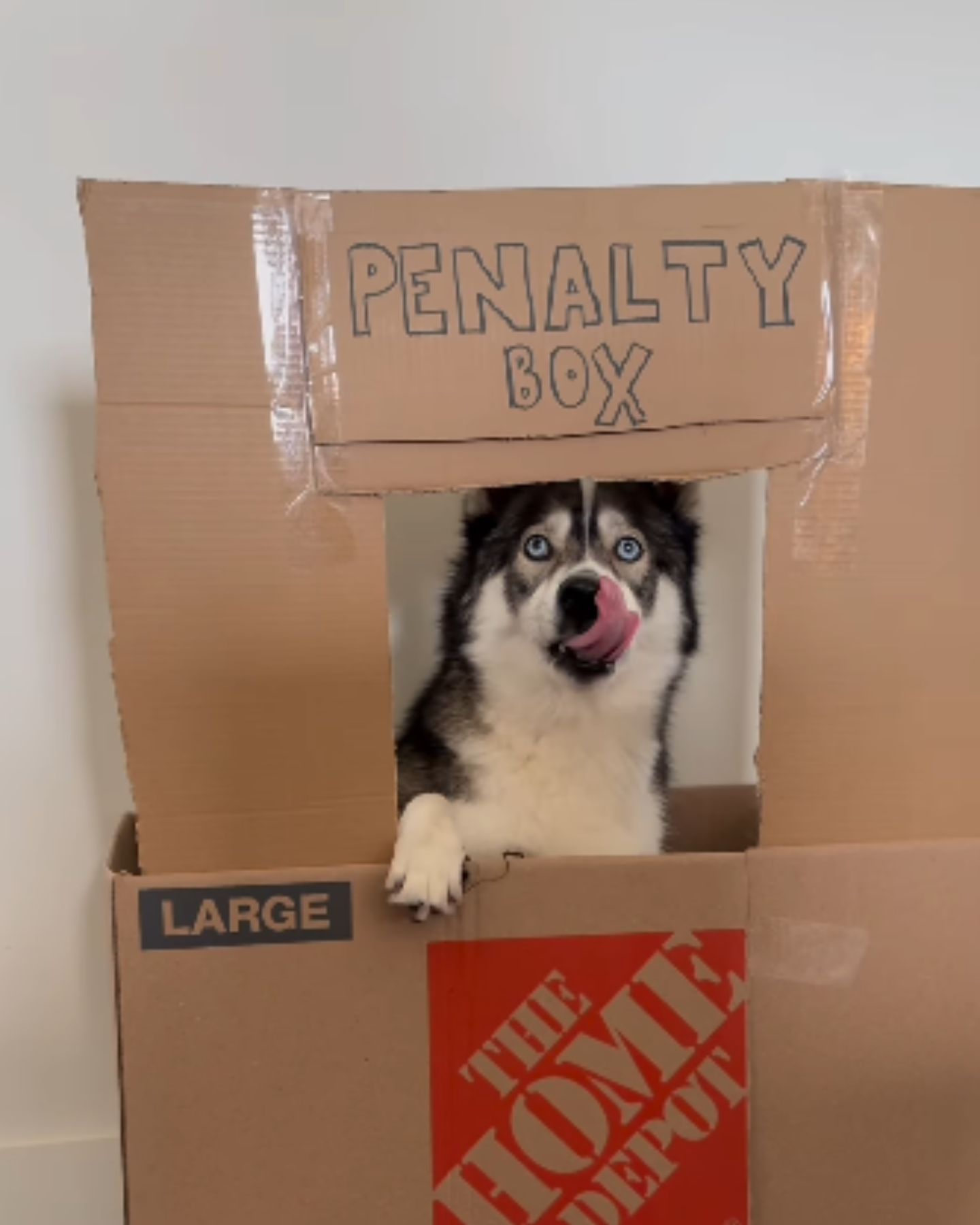 huskie in penalty box