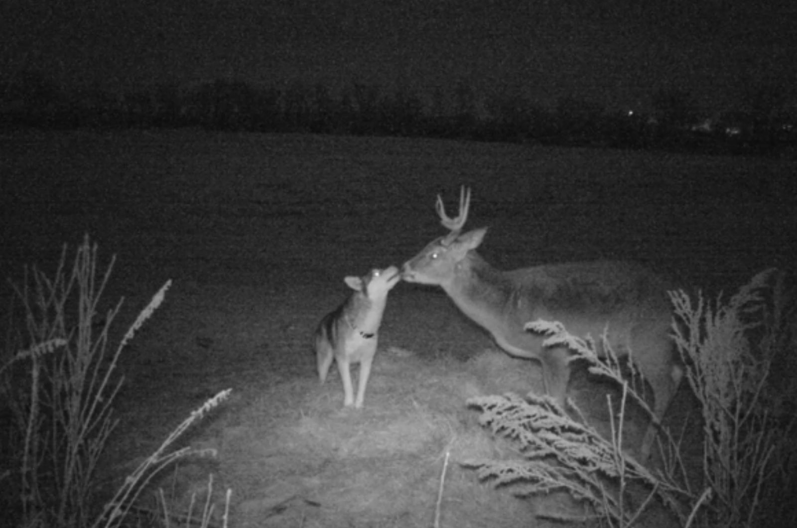 husky and deer kissing in the dark